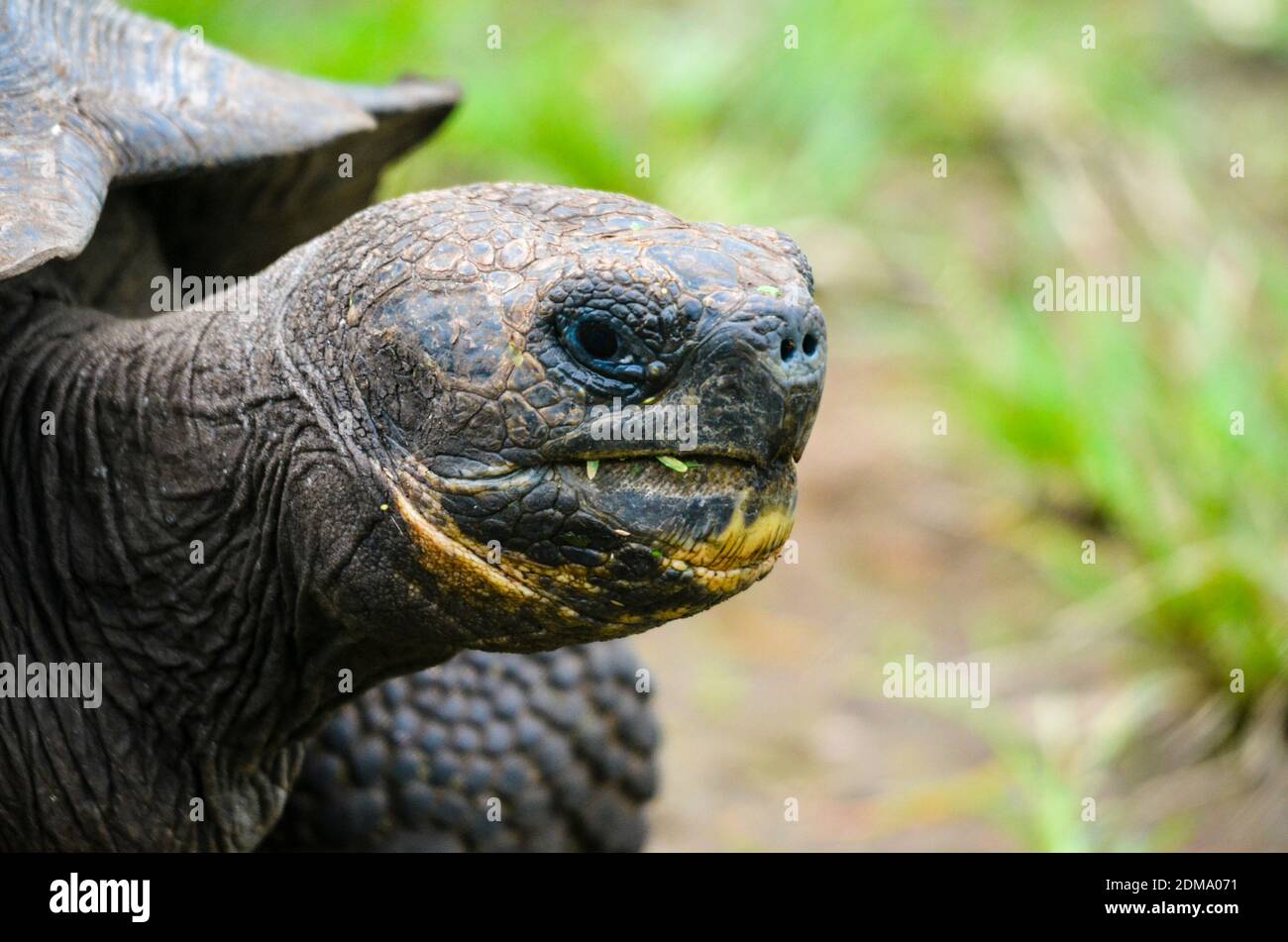 Primo piano di Tartaruga gigante sull'isola di Galapagos Foto Stock