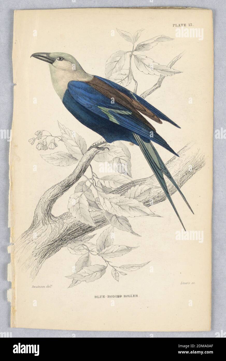 Rullo di corpo blu, piatto 13 da Birds of Western Africa, William Home Lizars, Scottish, 1788 - 1859, William Swainson, British, 1789 - 1855, incisione, pennello e acquerello su carta, uccello testa bianca in un ramo di albero fiorito. Ha un corpo blu e ali, un dorso marrone, e una coda verde; barre verdi dell'ala. Titolo e nomi degli artisti qui sotto., Edimburgo, Scozia, 1837, Stampa Foto Stock