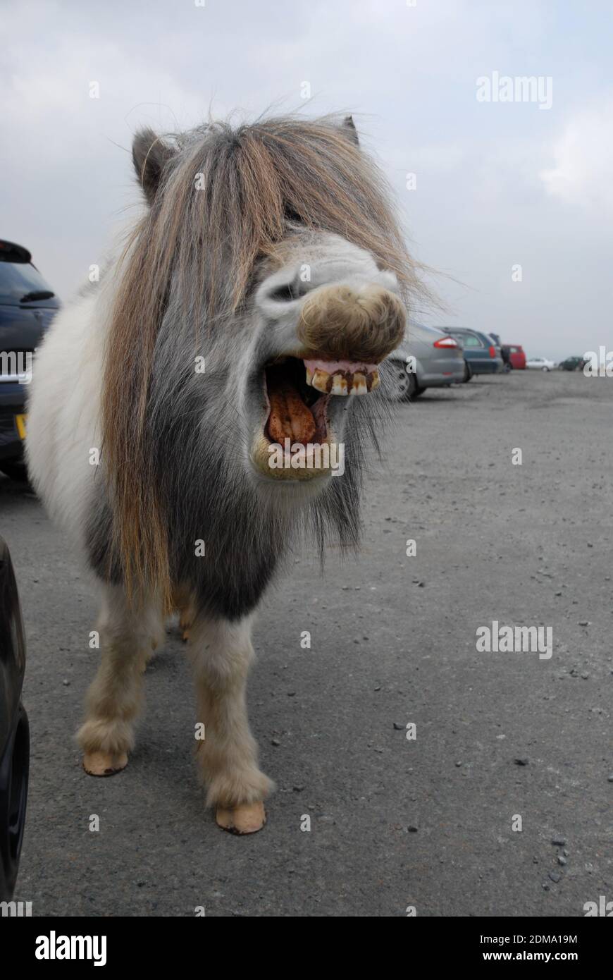 Pony di Dartmoor, sbadigli Foto Stock