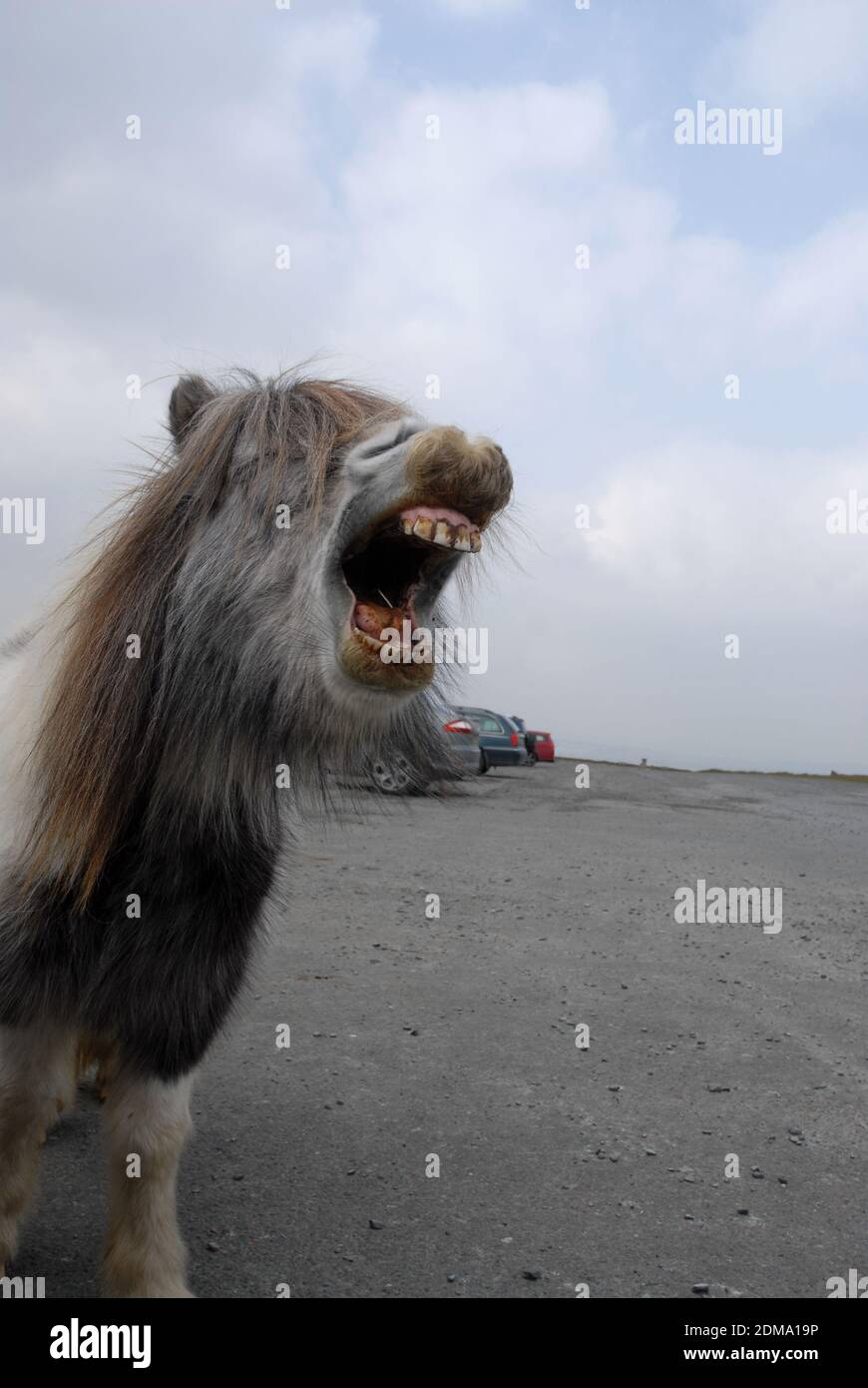 Pony di Dartmoor, sbadigli Foto Stock