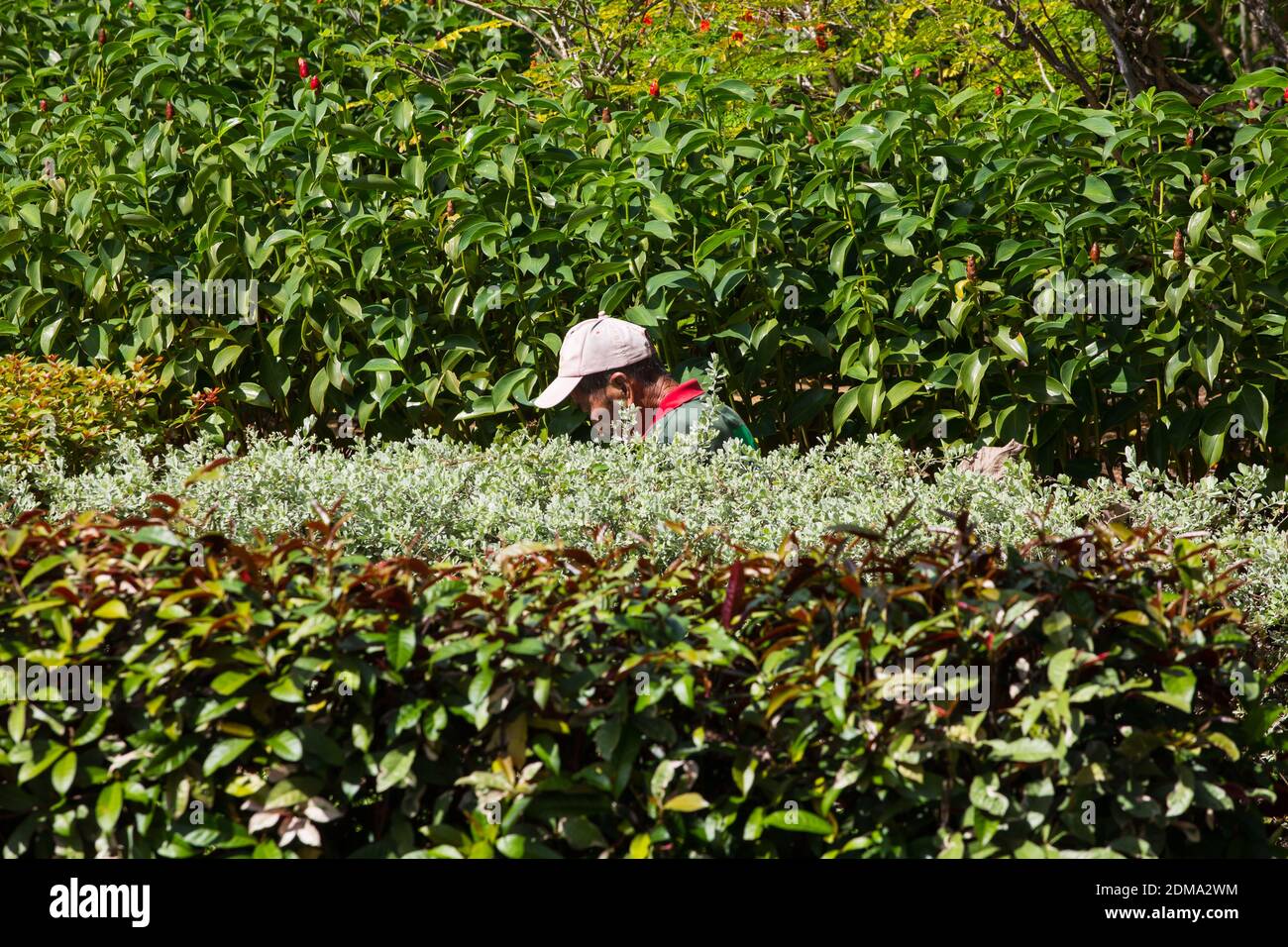 Un giardiniere asiatico cinese tan che indossa un cappello che lavora sotto il sole caldo, è nei cespugli che tira fuori le erbacce. Foto Stock