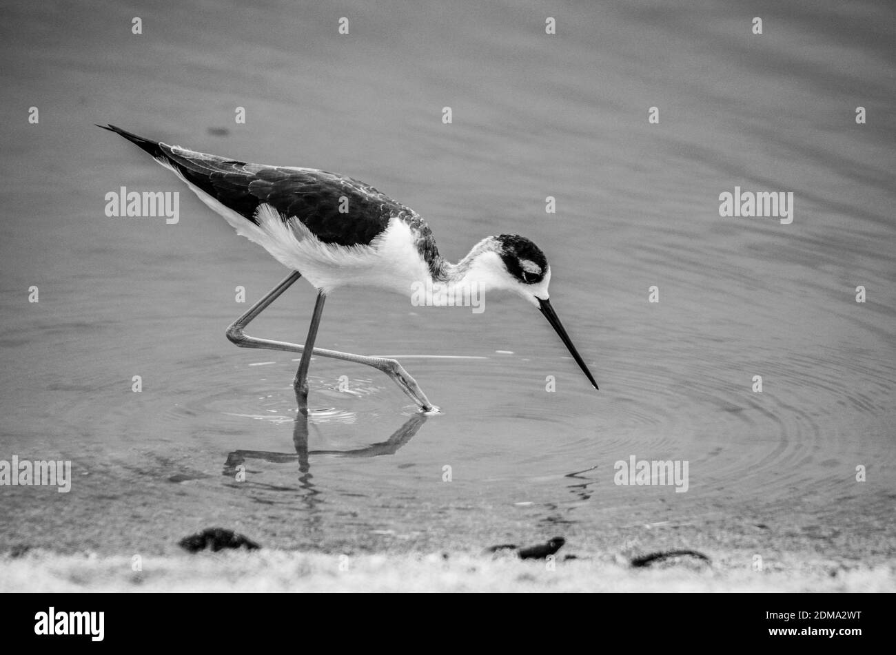 Birdwatching Single Sand Piper che si muove attraverso l'acqua a caccia per il cibo Foto Stock