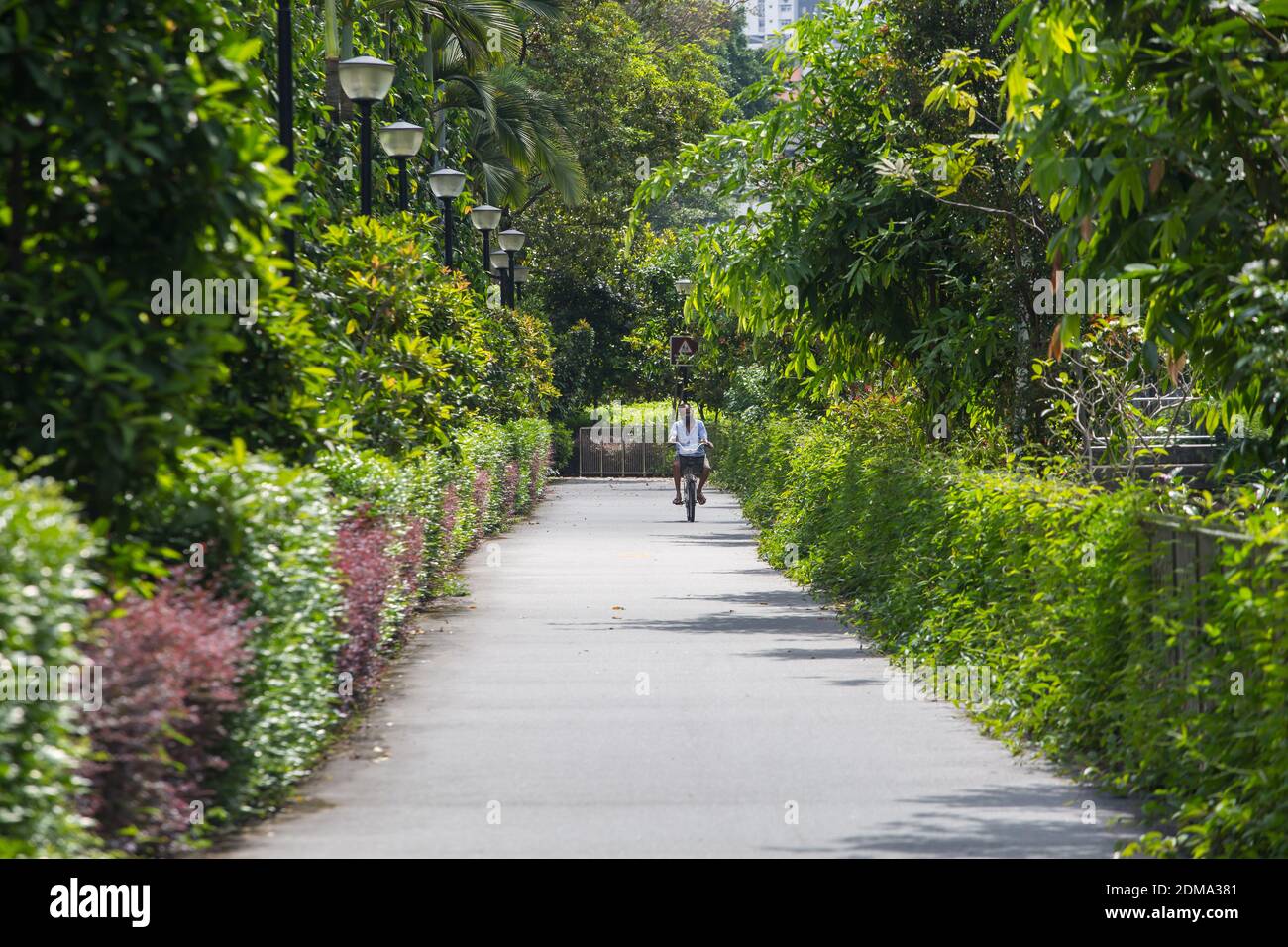 Un uomo sta pedalando in un lungo tratto di pavimentazione decorata con una bella vegetazione in un connettore di parco a Singapore. Foto Stock