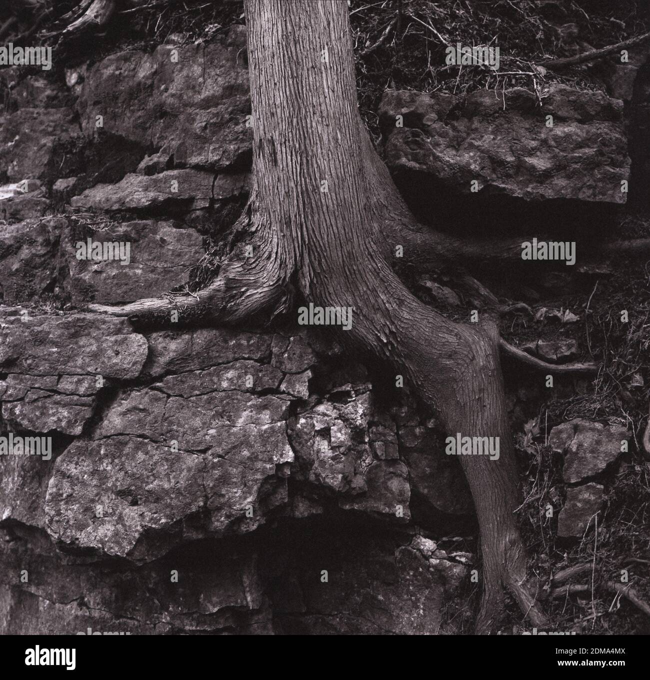 tronco di albero e radici nella parete di roccia Foto Stock