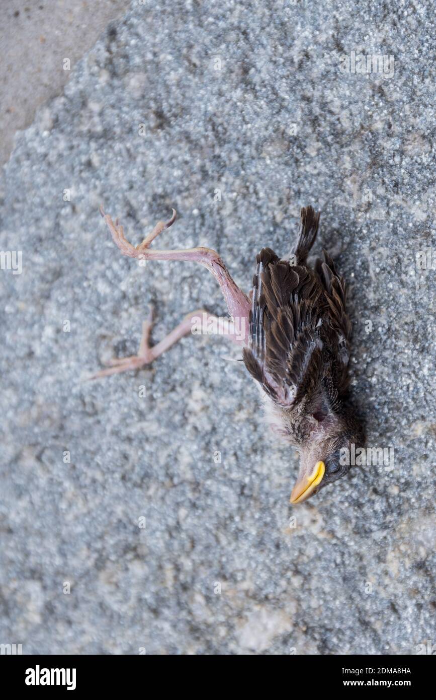 L'uccello è stato spinto fuori dal Nest - animale-come Passero Foto Stock
