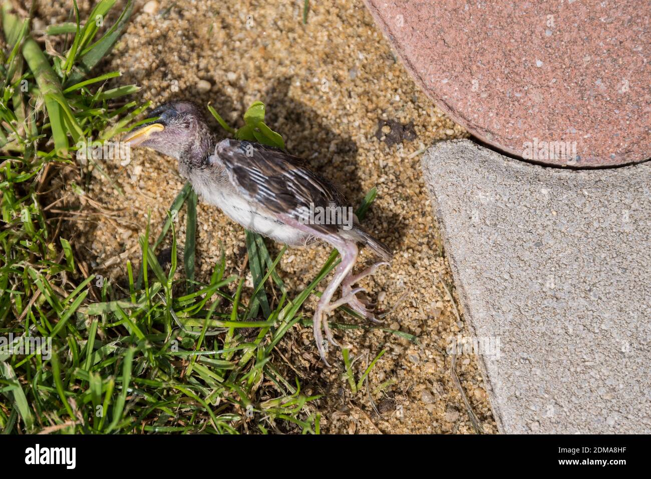 Dead Sparrow on the Ground - uccello spinto fuori Il Nido Foto Stock