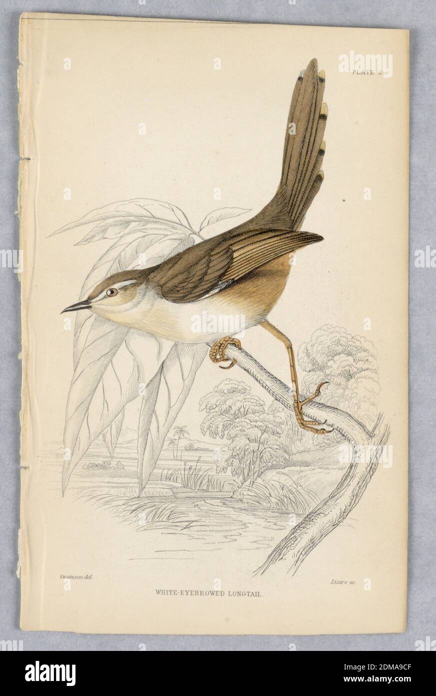 White-Eyebrowed Longtail, Plate 2 from Birds of Western Africa, William Home Lizars, Scottish, 1788 - 1859, William Swainson, British, 1789 - 1855, incisione, pennello e acquerello su carta, Brid con una schiena marrone, coda e ali, e un leggero lato inferiore, arroccato su un ramo di albero su un ruscello con canne. Titolo e nomi degli artisti qui sotto., Edimburgo, Scozia, 1837, Stampa Foto Stock