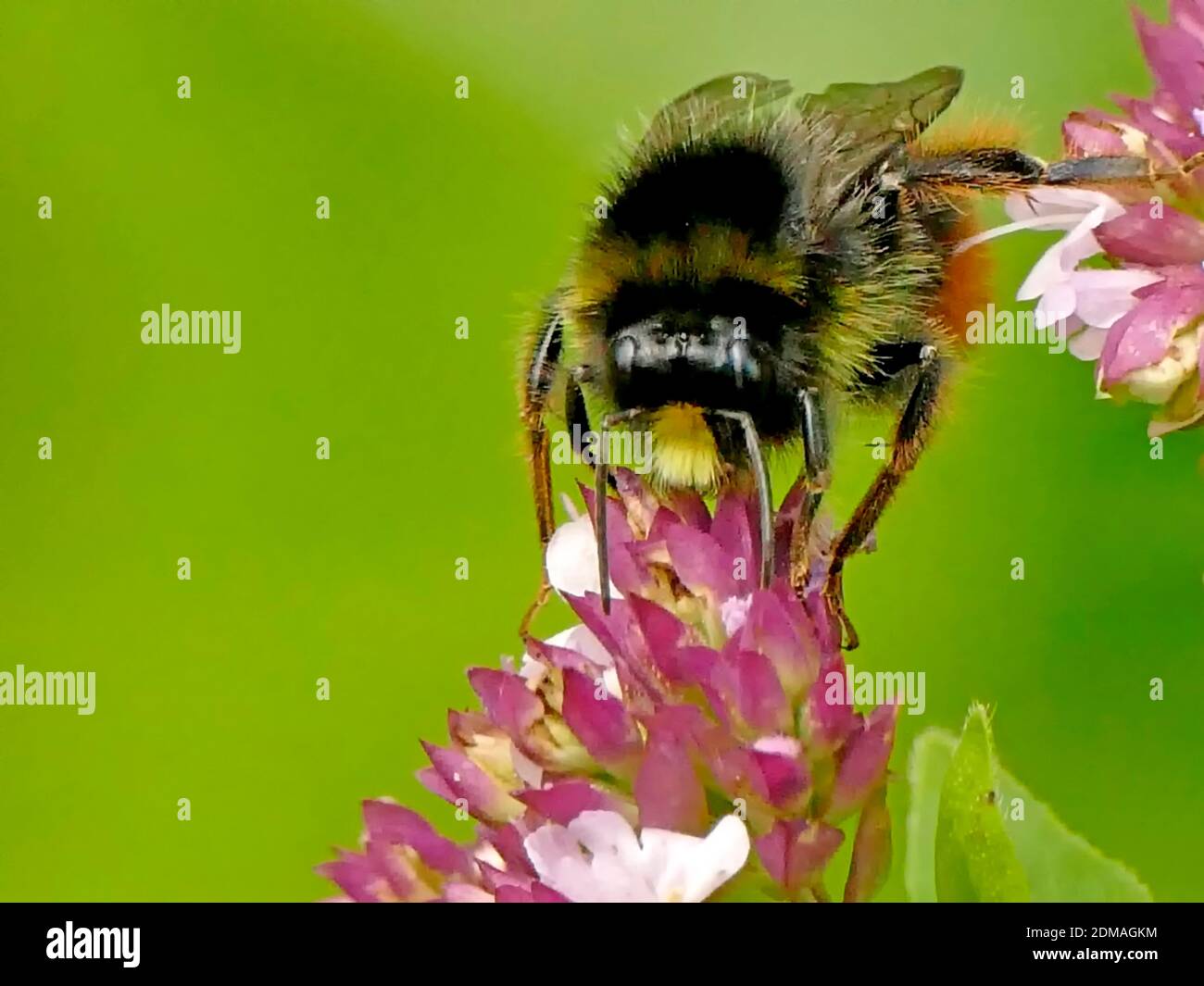 Bumblebee con coda rossa sul fiore di Oregano Foto Stock