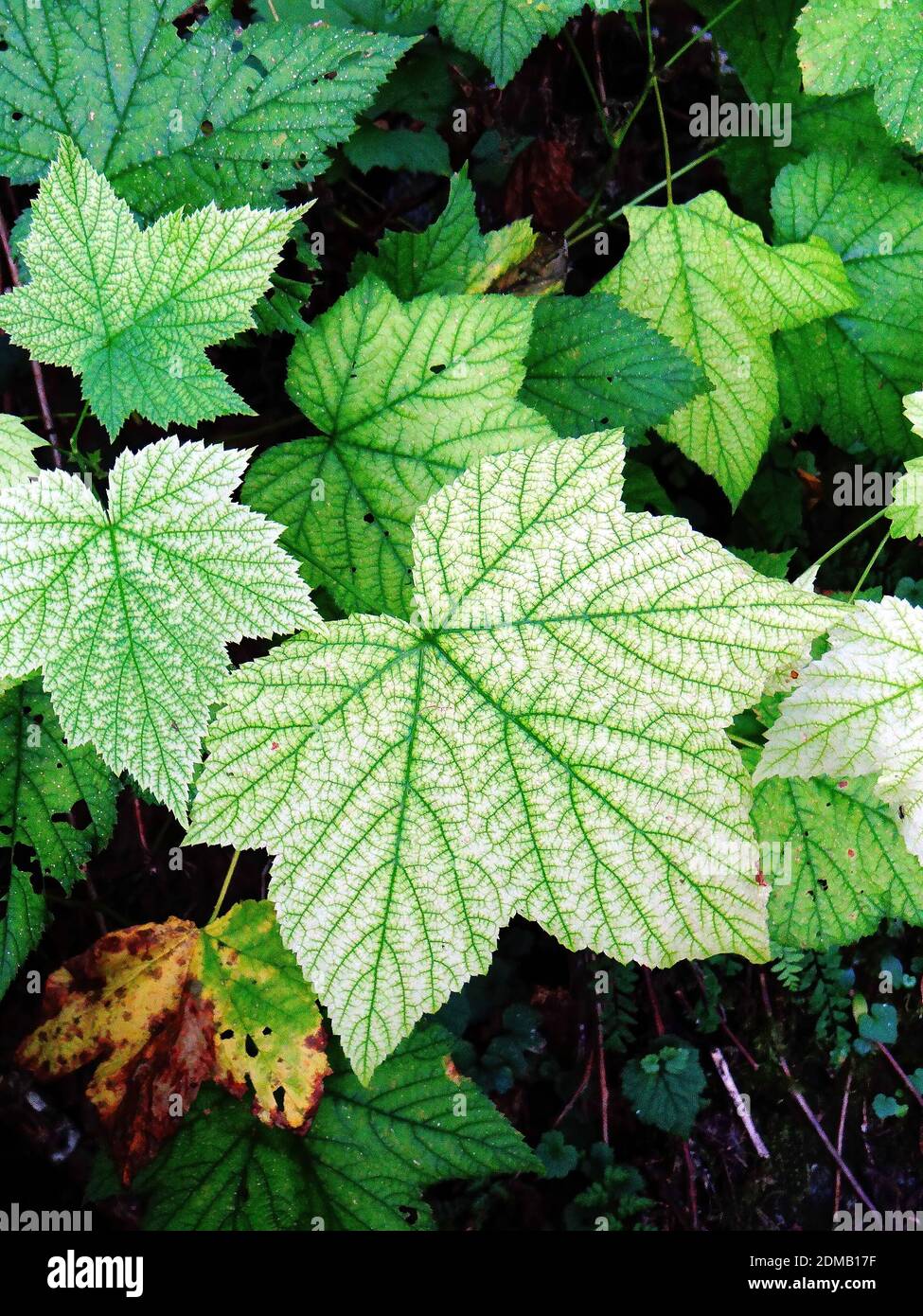 Le foglie del Devil's Club (Oplopanax horridus), formano modelli astratti lungo il sentiero sereno del Lago nelle Cascate del Nord Foto Stock