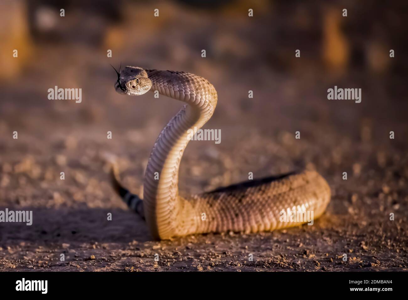 Western Diamondback rattlesnake in una posizione difensiva S alta con lingua fuori su strada sterrata in Arizona. Foto Stock