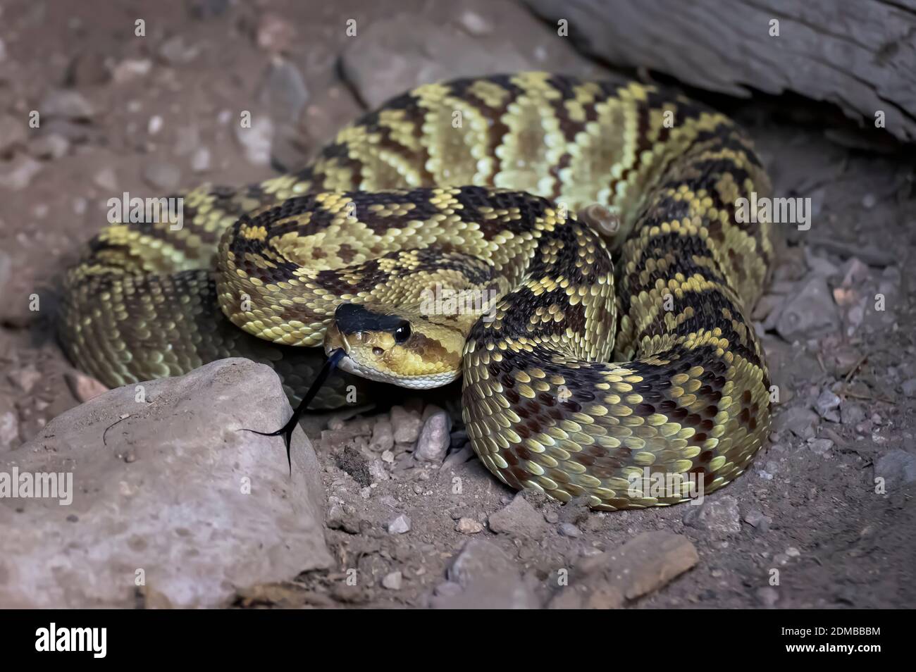 Bella blacktail rattlesnake avvolto su terra sterrata con linguetta estesa sulla roccia in primo piano immagine. Foto Stock