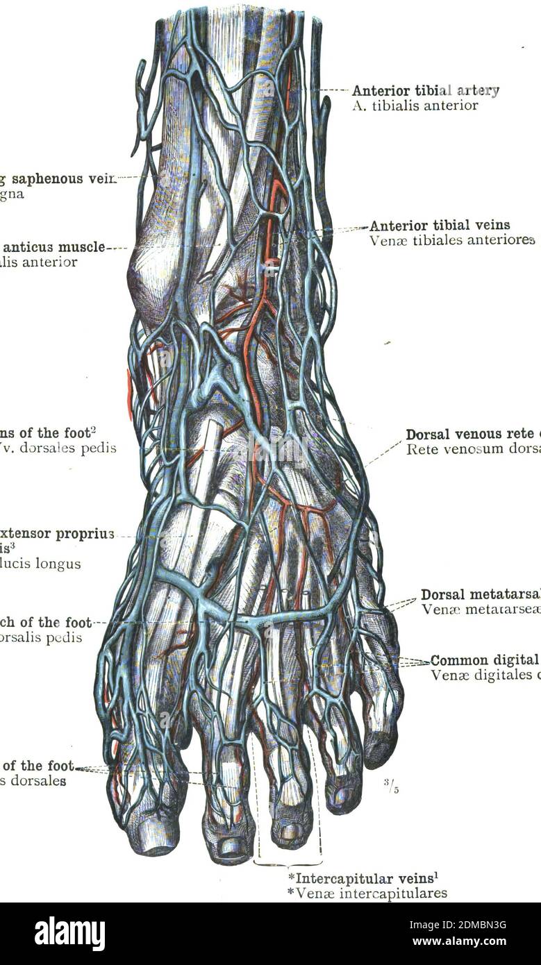 Diagramma anatomico delle arterie dei piedi - topografia Foto Stock