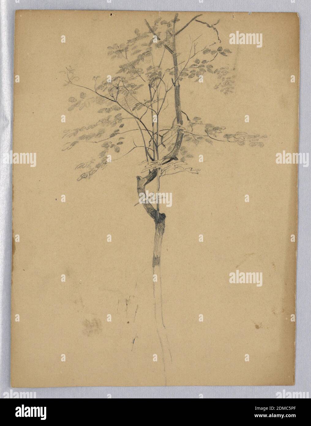 Studio del fogliame, William Trost Richards, americano, 1833–1905, grafite su carta, schizzo di un albero con fogliame., USA, 1865–1870, studi sulla natura, disegno Foto Stock