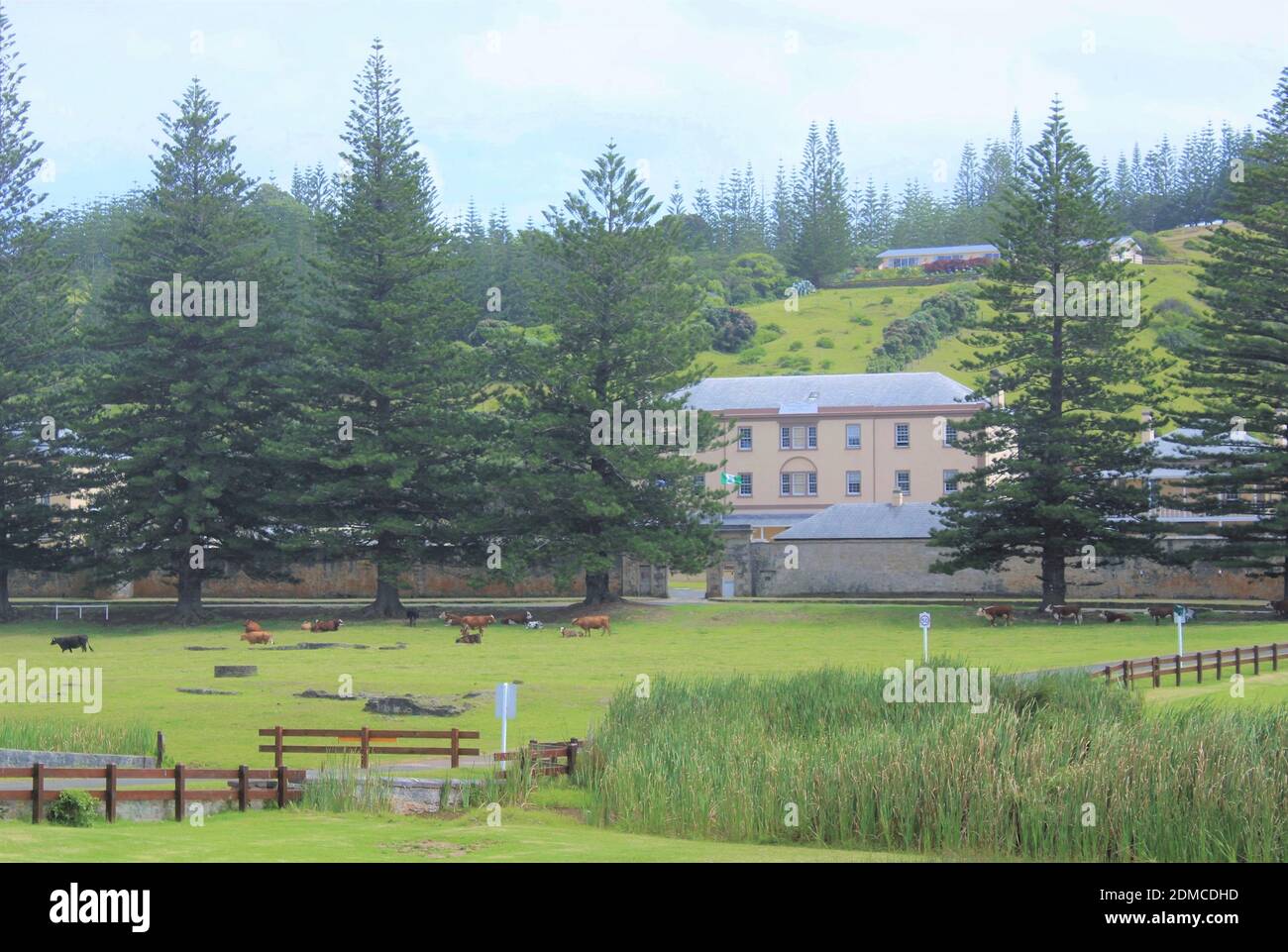 Isola Norfolk. Mucche da pascolo nell'area Patrimonio dell'Umanità, Kingston e Arthur's vale Historic Area. Endemico Norfolk Island Pines. Caserma militari. Foto Stock