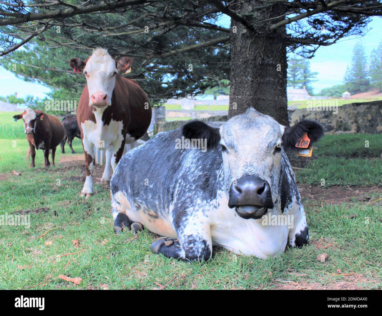 Isola Norfolk. Norfolk Blue Breed of Cow, aperto al pascolo nella zona del Patrimonio Mondiale dell'Umanità, Kingston, sotto l'endemica isola di Norfolk Pines. Foto Stock