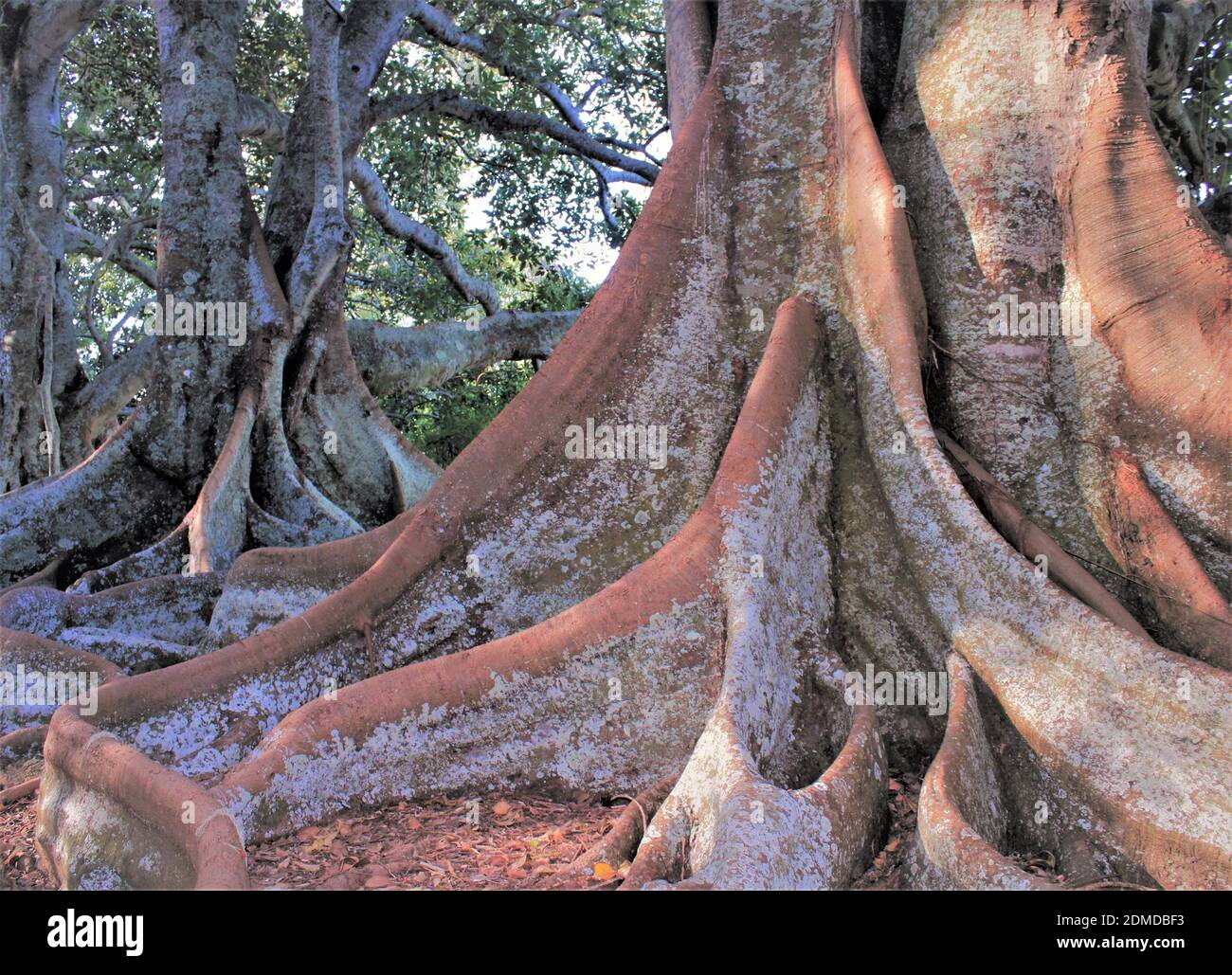 Isola Norfolk. Moreton Bay Fig alberi di oltre 200 anni. On Road adiacente alla Riserva di cento acri. Foto Stock