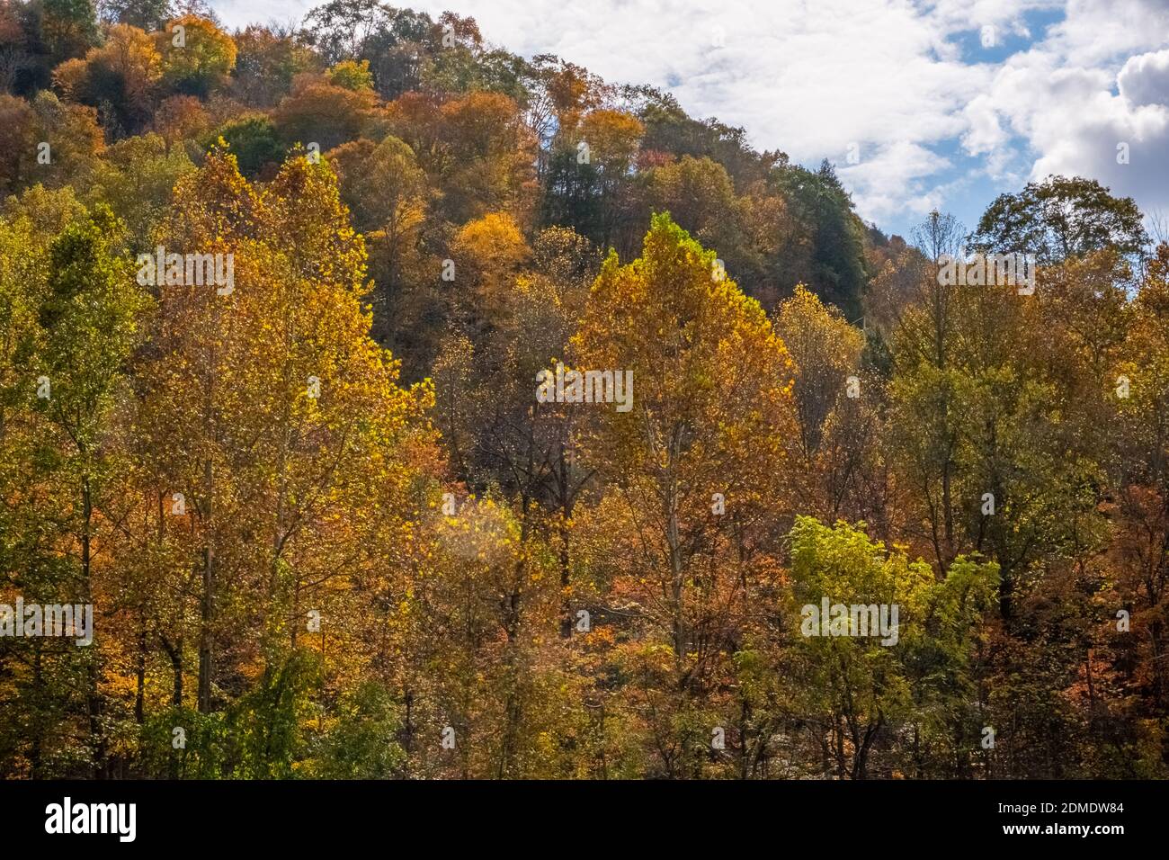 Colore d'autunno in Virginia Foto Stock