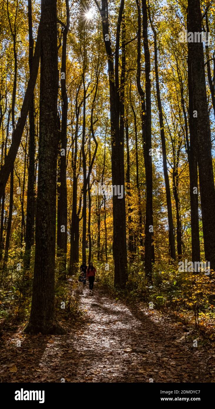 Escursionisti Foresta Autunno colore in Virginia Foto Stock