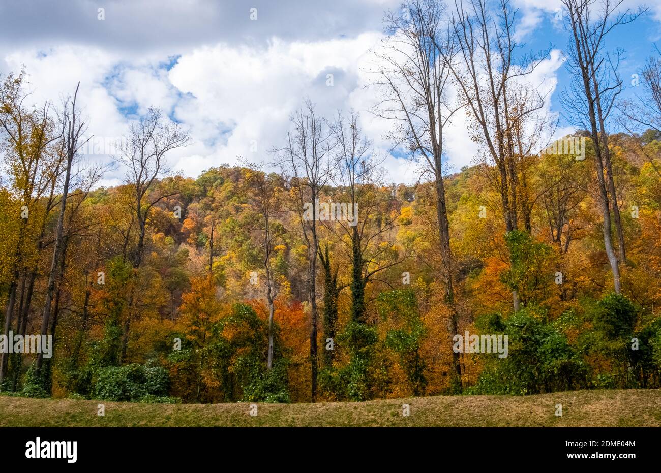 Tall Trees Autumn Color in Virginia Foto Stock