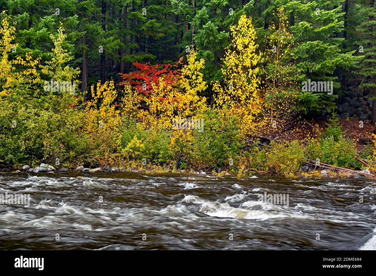 WA18775-00...WASHINGTON - colore autunnale lungo le rive dell'Icicle Creek visto dall'Icicle Gorge Trail nella Wenatchee National Forest. Foto Stock