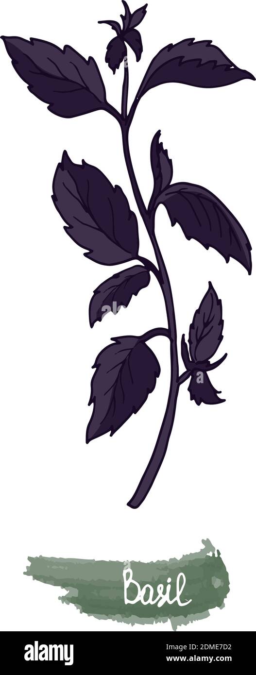 Nel giardino si coltivano erbe speziate. Basilico. L'illustrazione vettoriale è disegnata a mano. Stile Doodle. Illustrazione Vettoriale