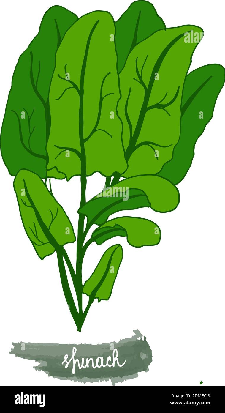 Nel giardino si coltivano erbe speziate. Spinaci. L'illustrazione vettoriale è disegnata a mano. Stile Doodle. Immagine a colori su uno sfondo bianco isolato. Vettore Illustrazione Vettoriale