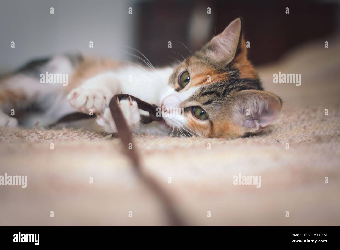 Adorabile cucciolo piccolo che gioca con un giocattolo. Foto Stock