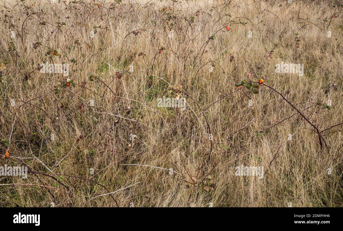 Autunno / Inverno erbe in American Camp National Historical Park, San Juan Island, Washington, Stati Uniti. Foto Stock
