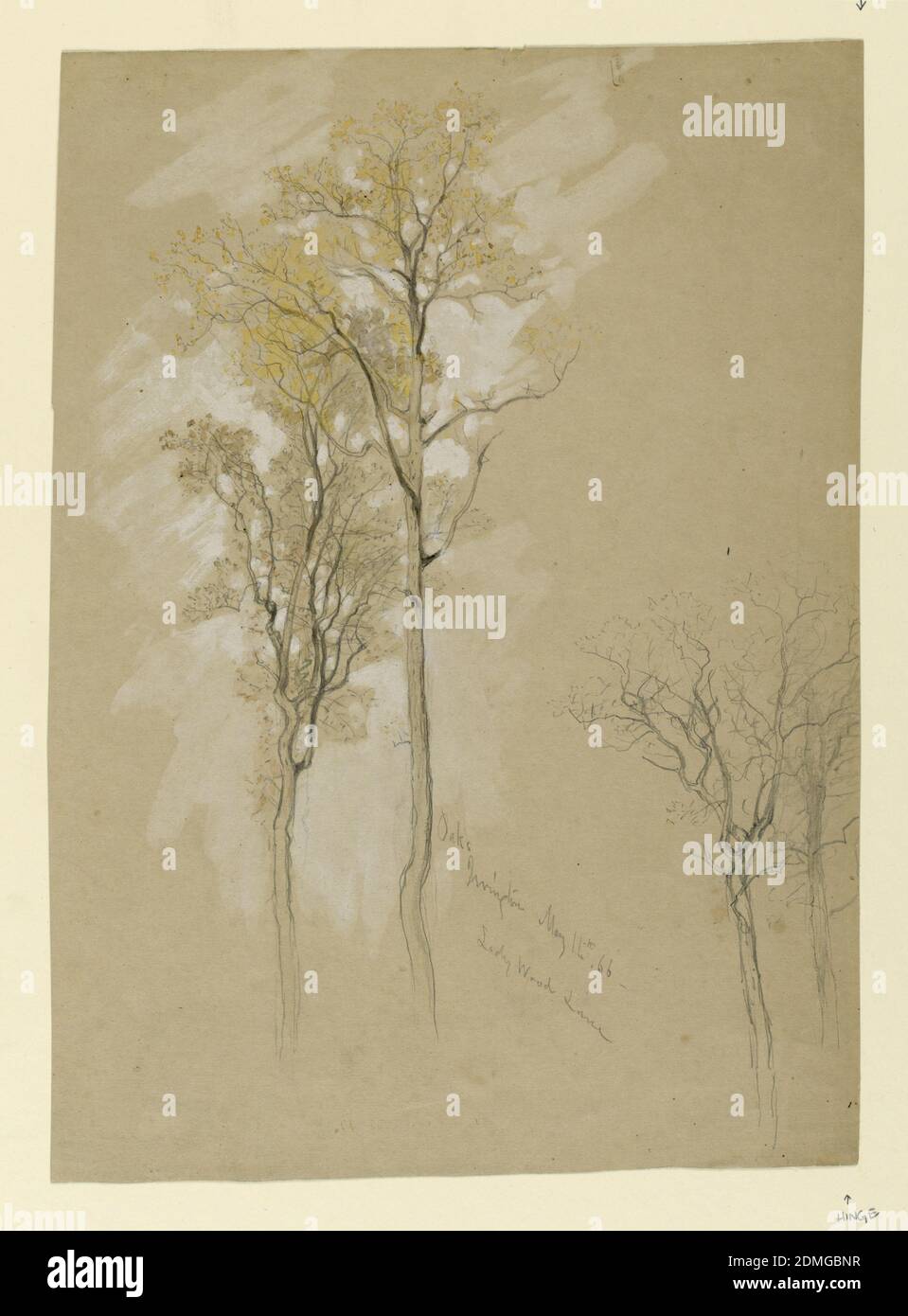 Oaks, Lady Wood Lane, Irvington, Samuel Colman, americano, 1832–1920, recto: Grafite, pennello e acquerelli su carta marrone verso: Grafite, recto: Vista verticale delle querce, una in piedi dietro l'altra a sinistra e due querce a destra., verso: Uno schizzo incompleto di un albero morto sul bordo destro., USA, 4 maggio 1866, Paesaggi, disegno Foto Stock