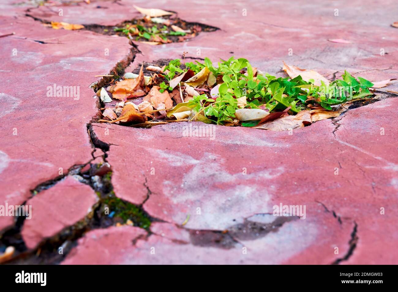 Pianta verde che cresce attraverso la crepa di un pavimento di cemento rosso. Foto Stock