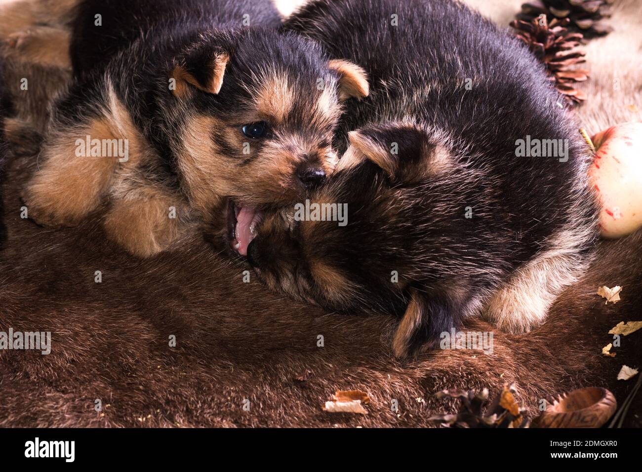 Il cucciolo di razza che il terrier australiano cerca di prendere un morso di mela e regale Foto Stock