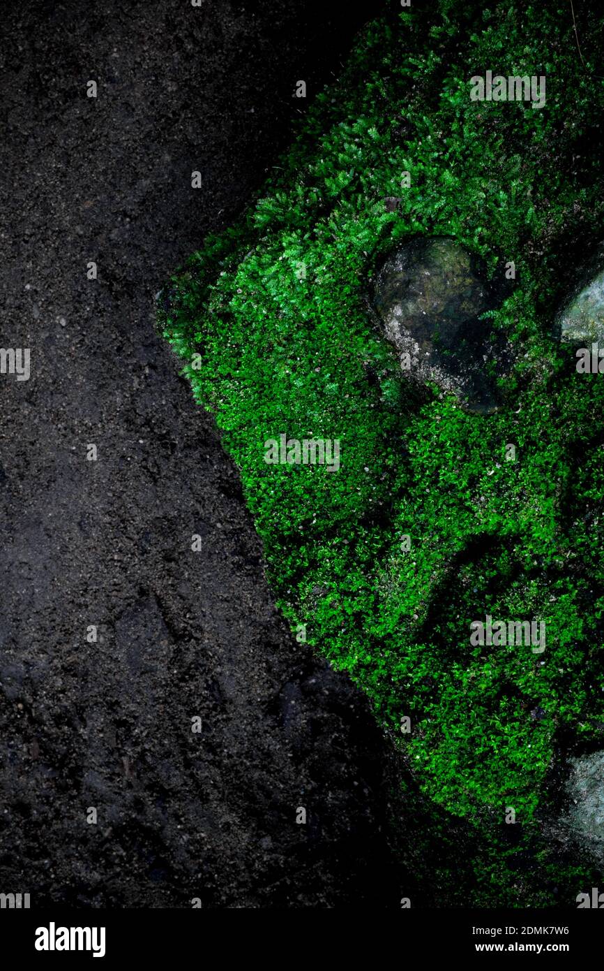 Ritratto di verde scuro creepy muss texture sfondo su vecchio rustico pietra di stagionato pietra con immagine viso. Foto Stock