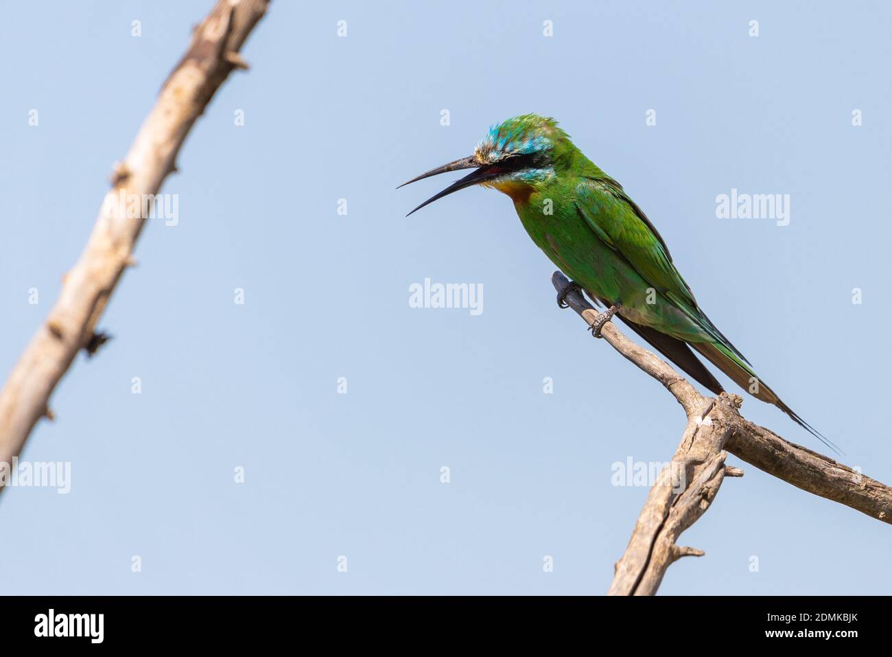 Close up of blue-cheeked bee-eater sitting on a branch of tree. Foto Stock