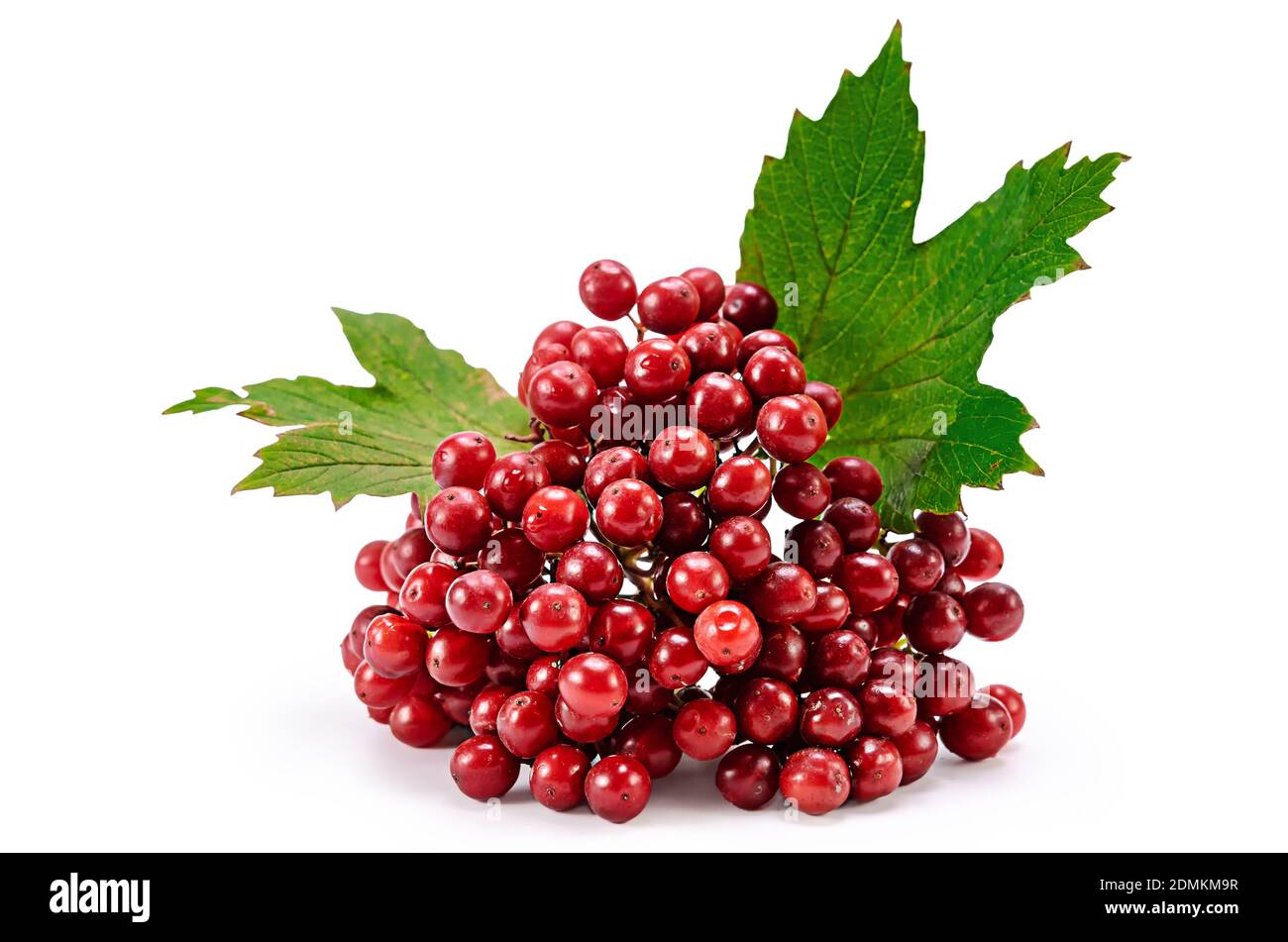 Bacche rosse di Viburnum (freccia legno), isolata su bianco Foto Stock