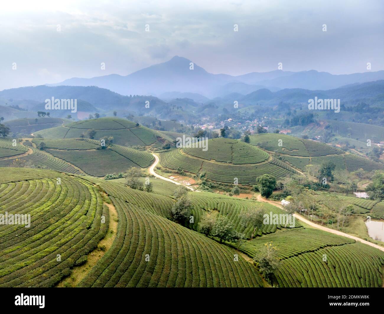 Long Coc Tea Hill, provincia di Phu Tho, Vietnam visto dall'alto in una giornata di nebbia mattutina. Long Coc è considerata una delle più belle colline del tè in VI Foto Stock