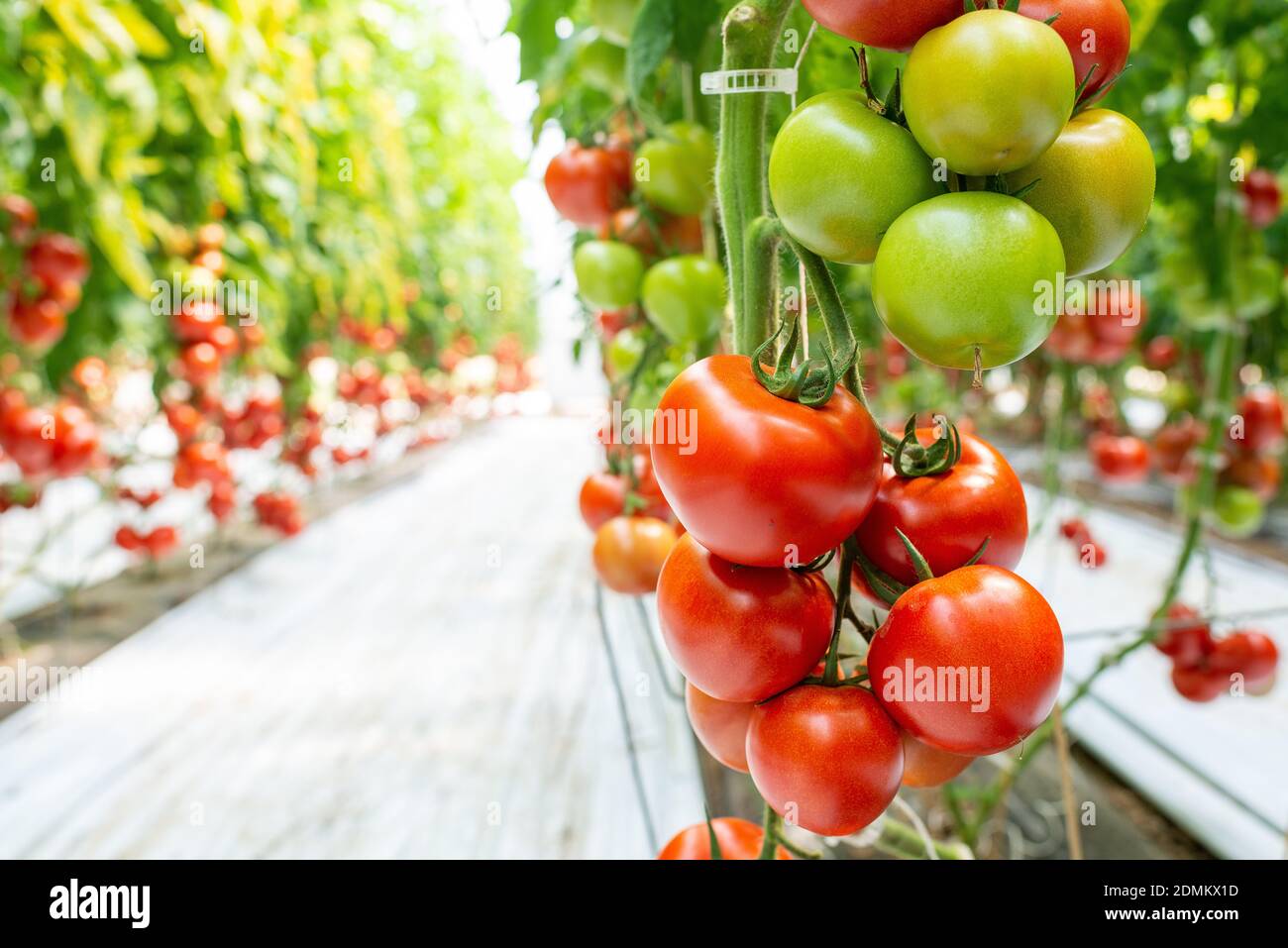Villy-le-Marechal (Francia centro-settentrionale): Pomodori coltivati in una cultura senza soia sotto una serra Foto Stock