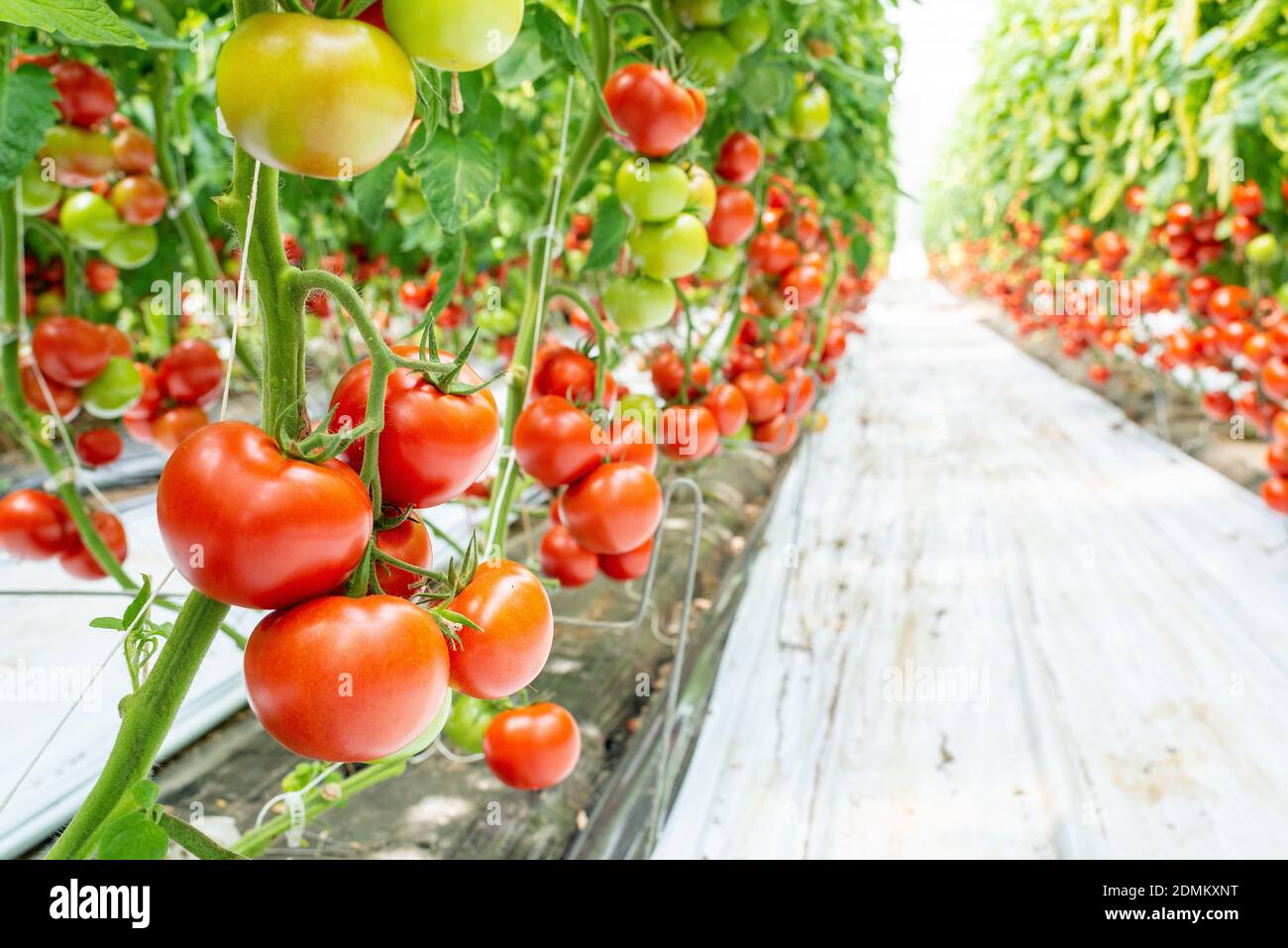 Villy-le-Marechal (Francia centro-settentrionale): Pomodori coltivati in una cultura senza soia sotto una serra Foto Stock