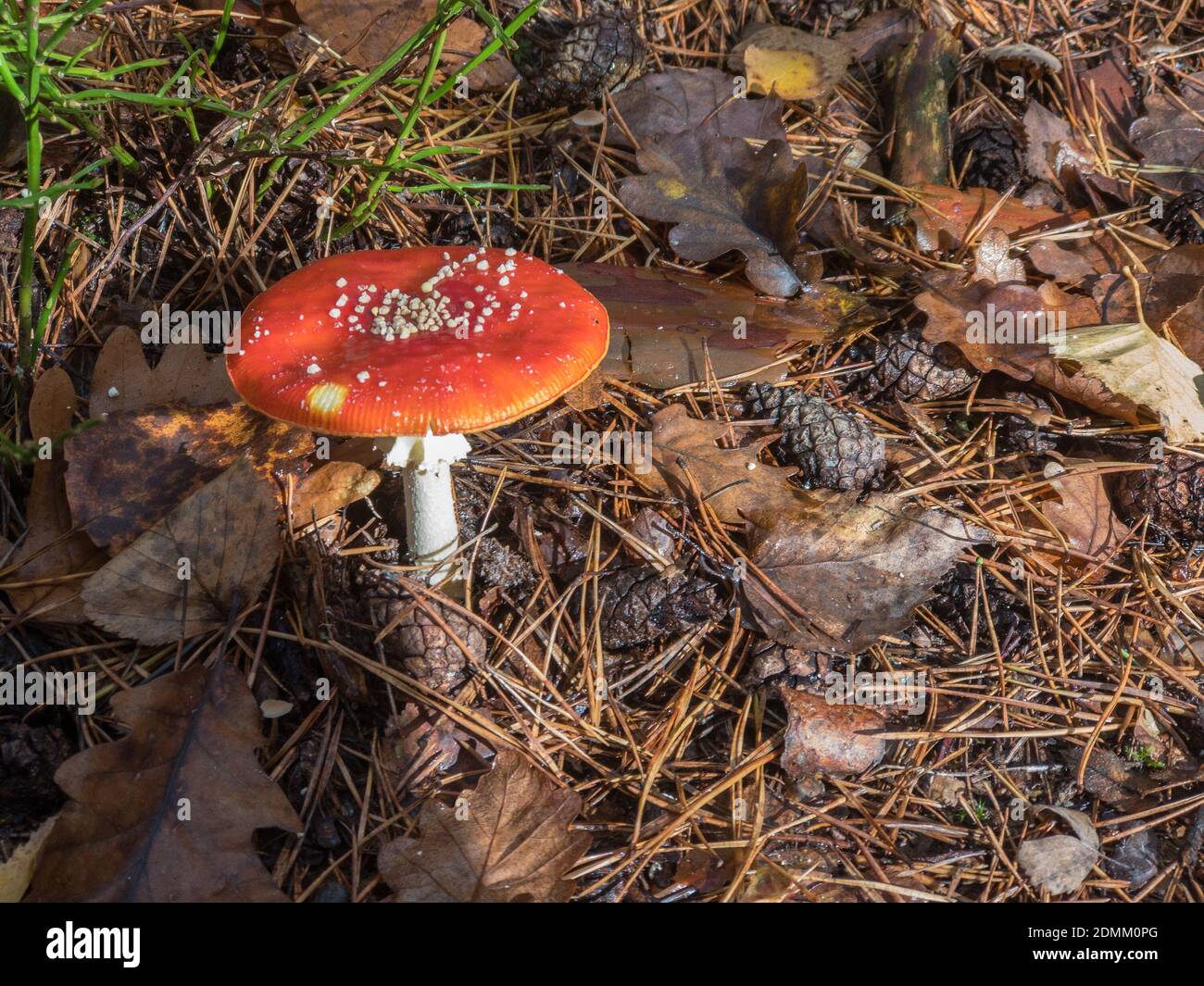 Fly agarico fungo che cresce in foresta Foto Stock