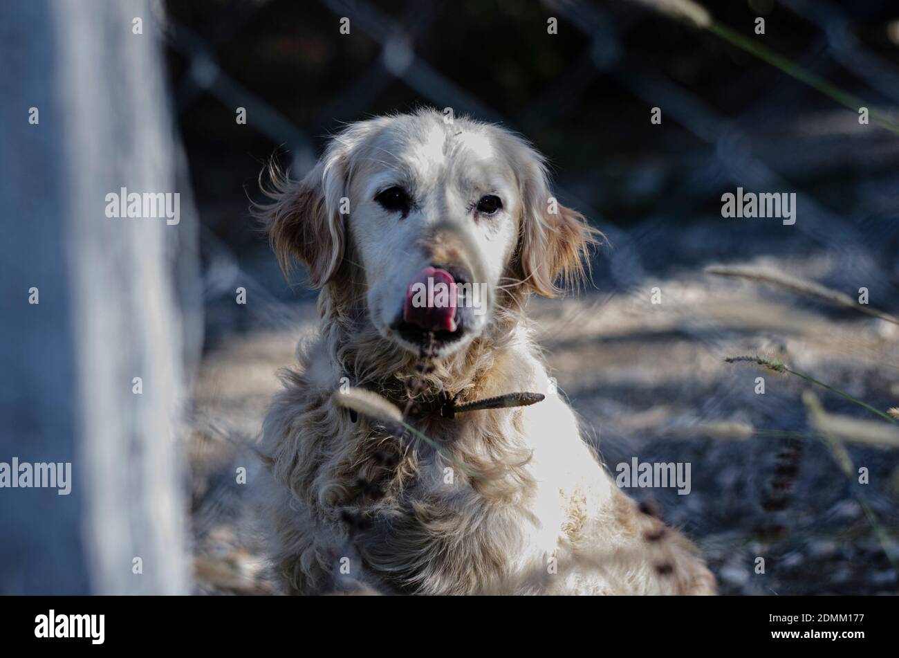 golden retriever leccando il naso con la lingua Foto Stock