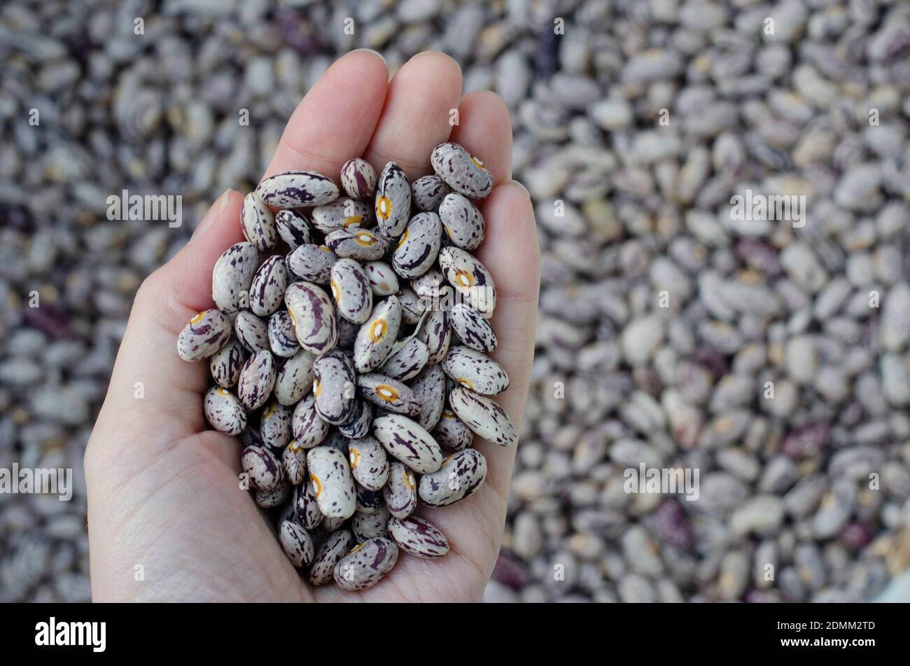 un palmo di mano che tiene i fagioli naturali appena raccolti in un villaggio rurale Foto Stock