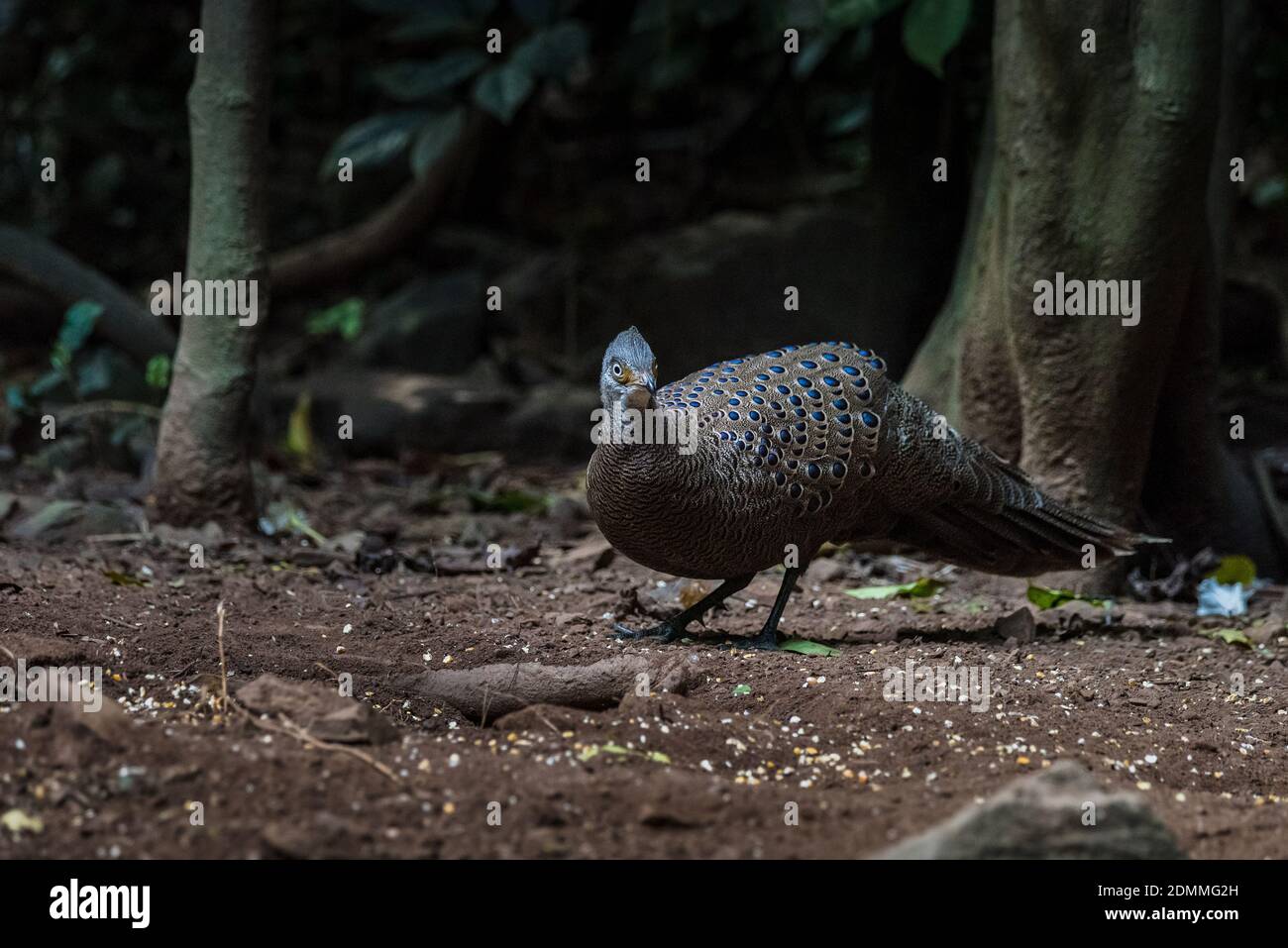 Peacock-fagiano grigio, uccelli della Thailandia Foto Stock