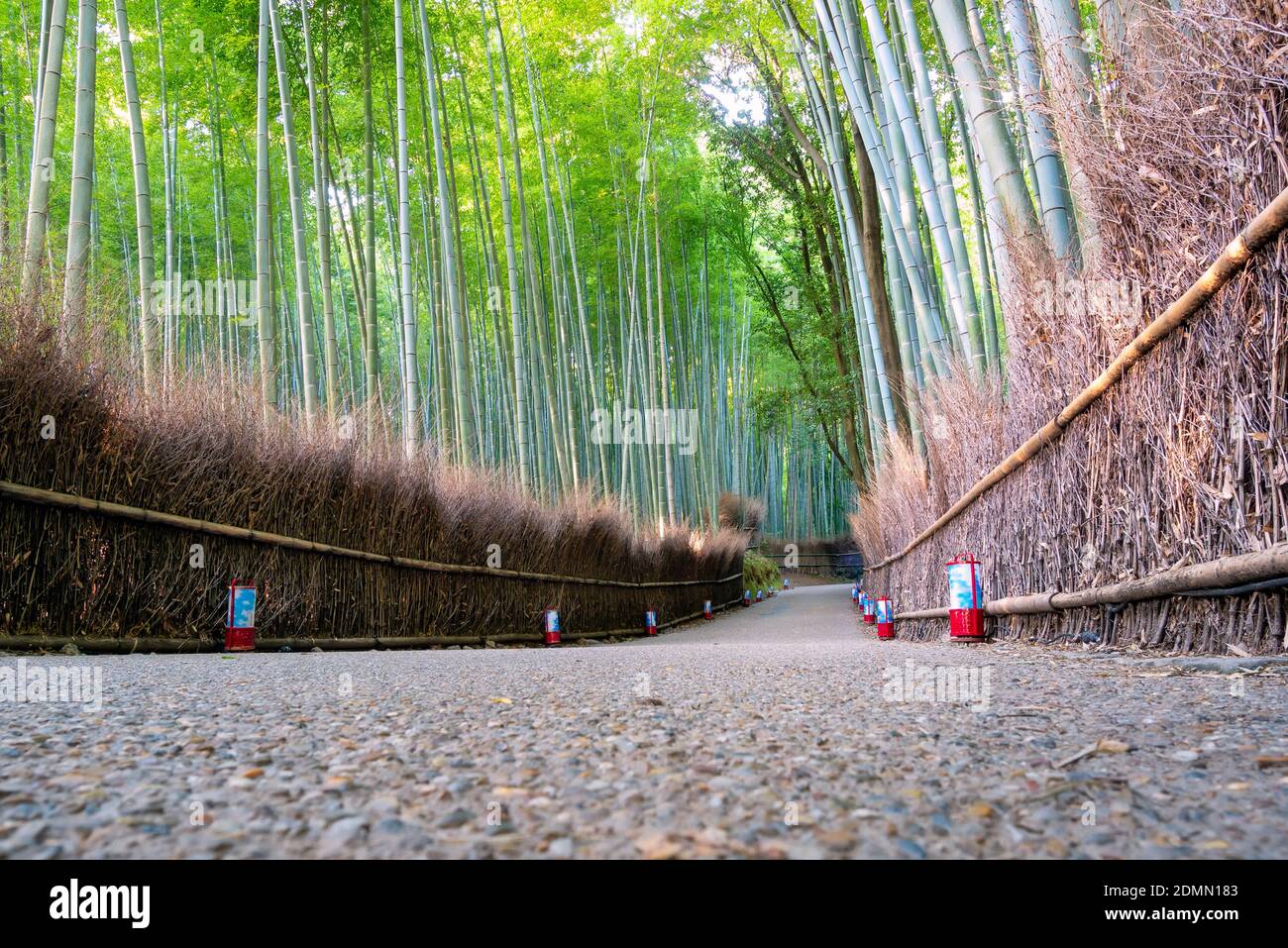 La bellissima natura boschetti di bamboo nella stagione autunnale ad Arashiyama a Kyoto, in Giappone. Foto Stock