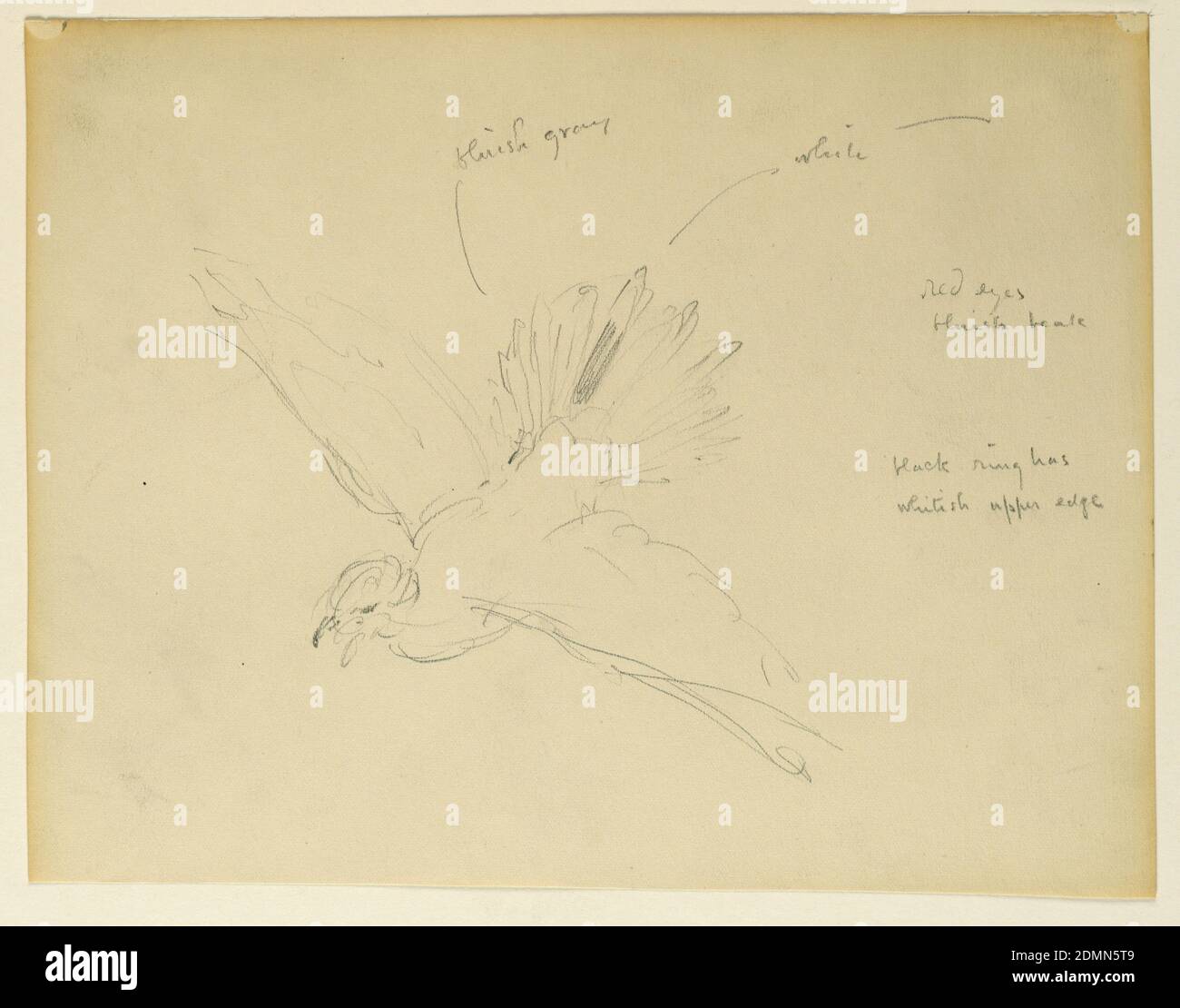 Studio per 'il vantaggio della Legge,' Tribunale della Contea di Essex, Newark, NJ, Kenyon Cox, americano, 1856–1919, grafite su carta, schizzo di un uccello in volo., USA, 1906, Animali, disegno Foto Stock