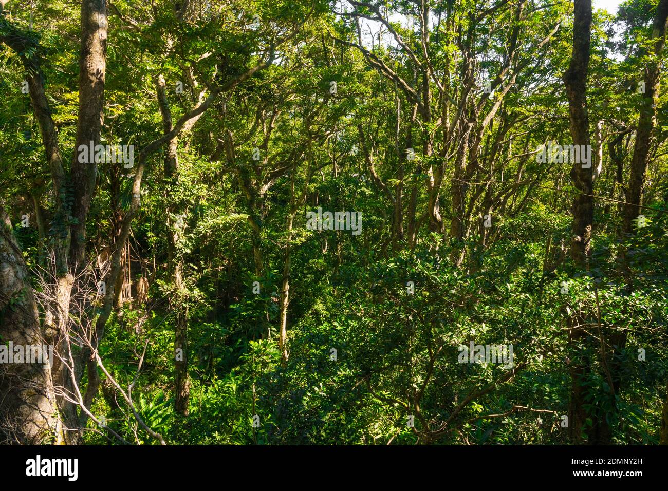 Mountain Austin Road's Forest. Bella natura di lusso con un sole attraverso le foglie. Foto Stock