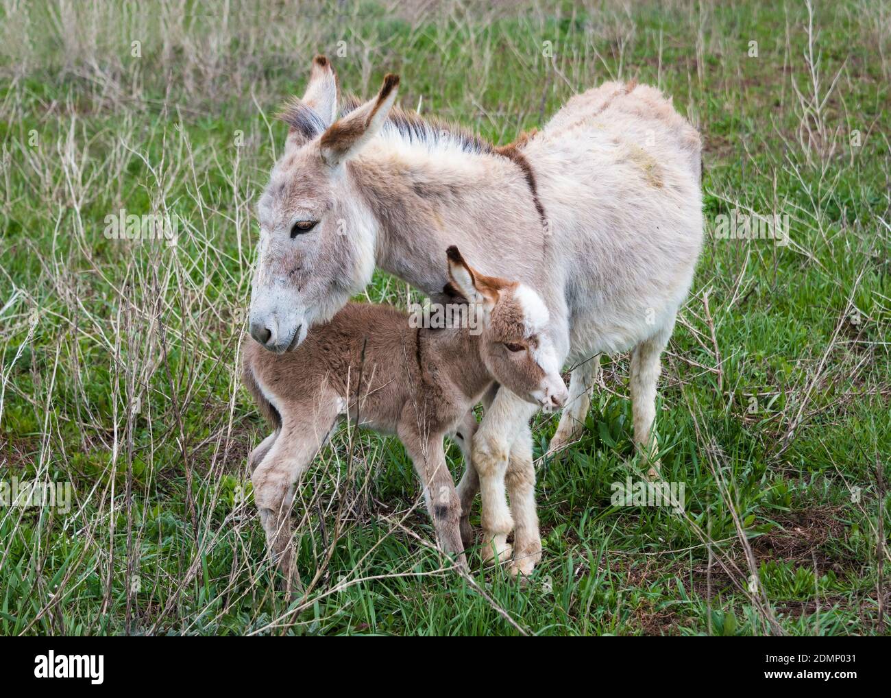 Mamma asino che si prende cura del suo bambino Foto Stock