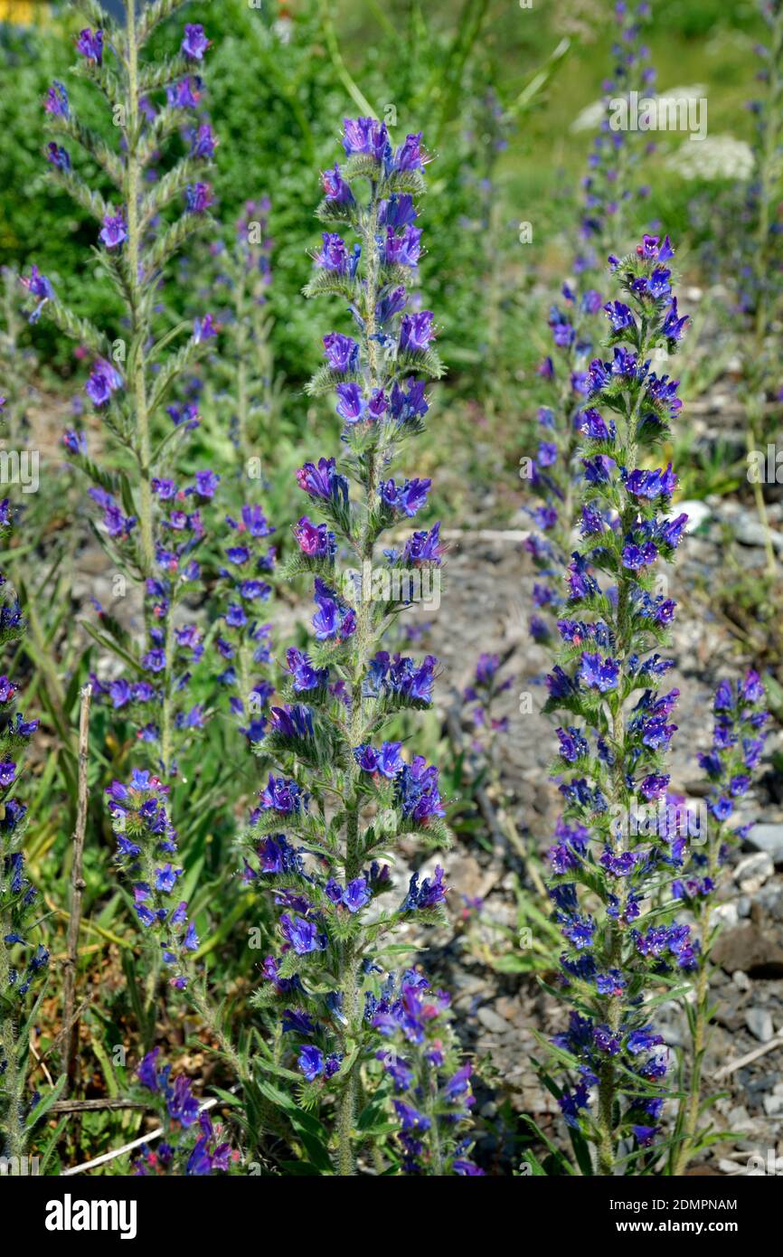 Viper's Bugloss, Italian Bugloss o Blue Devil Weed. Foto Stock