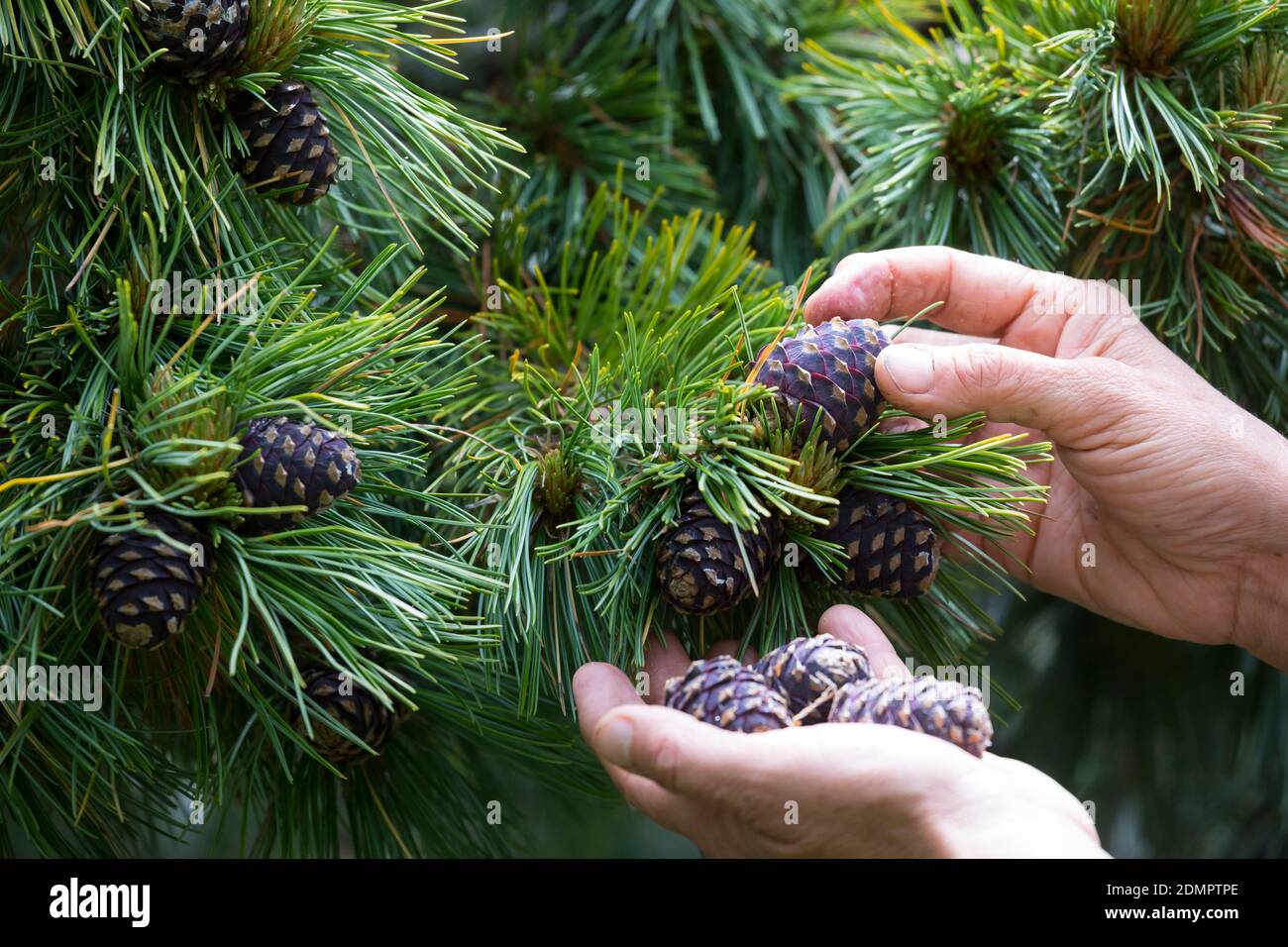 Zirbenzapfen, Ernte, Sammeln von Zirbenzapfen, Zapfen-Ernte, Zirbel-Kiefer, Zirbelkiefer, Zirbel, Zirbe, Arve, Zapfen, Zirbenzapfen, Pinus cembr Foto Stock