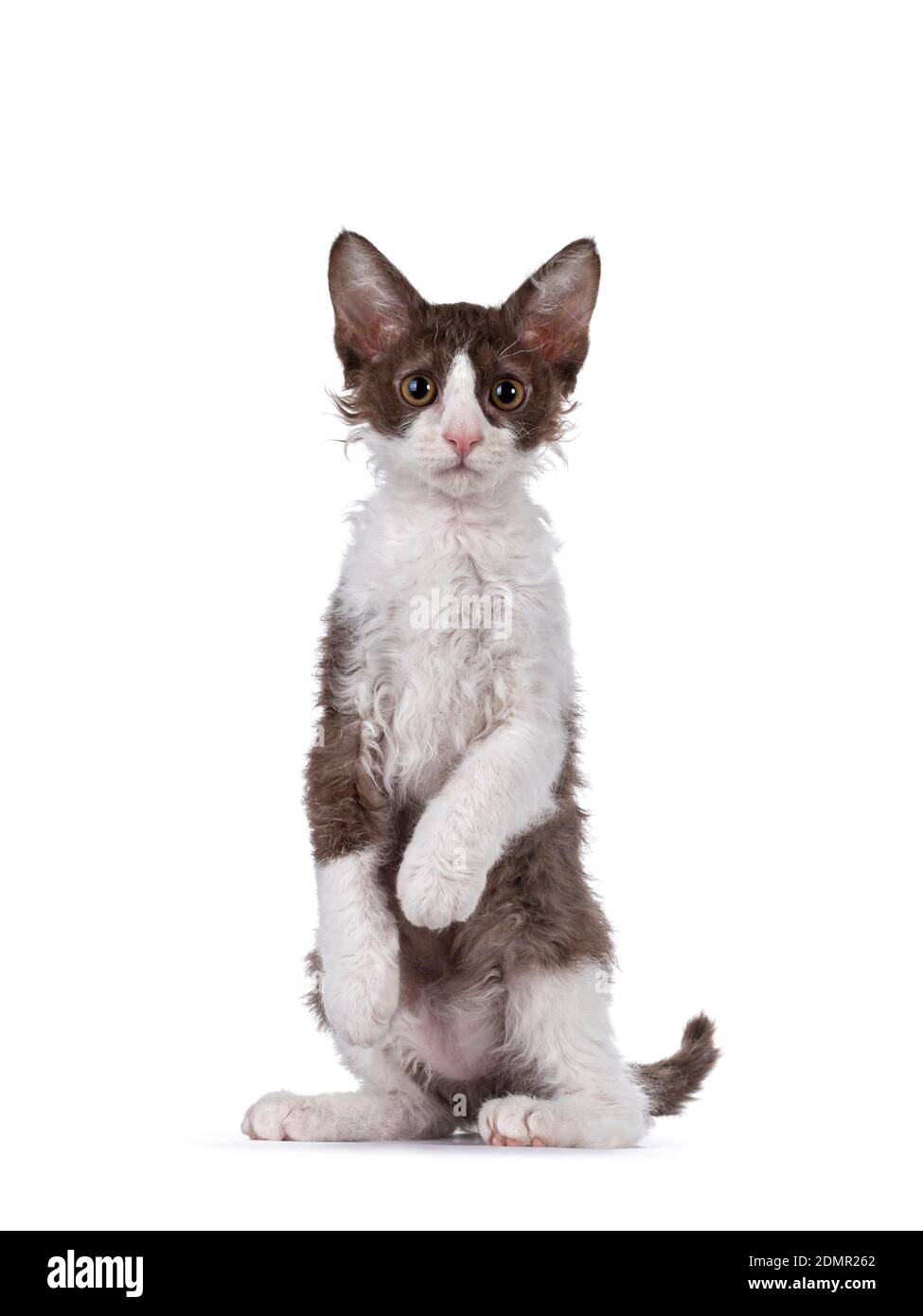 Carino marrone con gatto bianco LaPerm gattino, seduto sulle zampe posteriori come meerkat di fronte. Guardando la fotocamera con gli occhi arancioni. Isolato su sfondo bianco Foto Stock