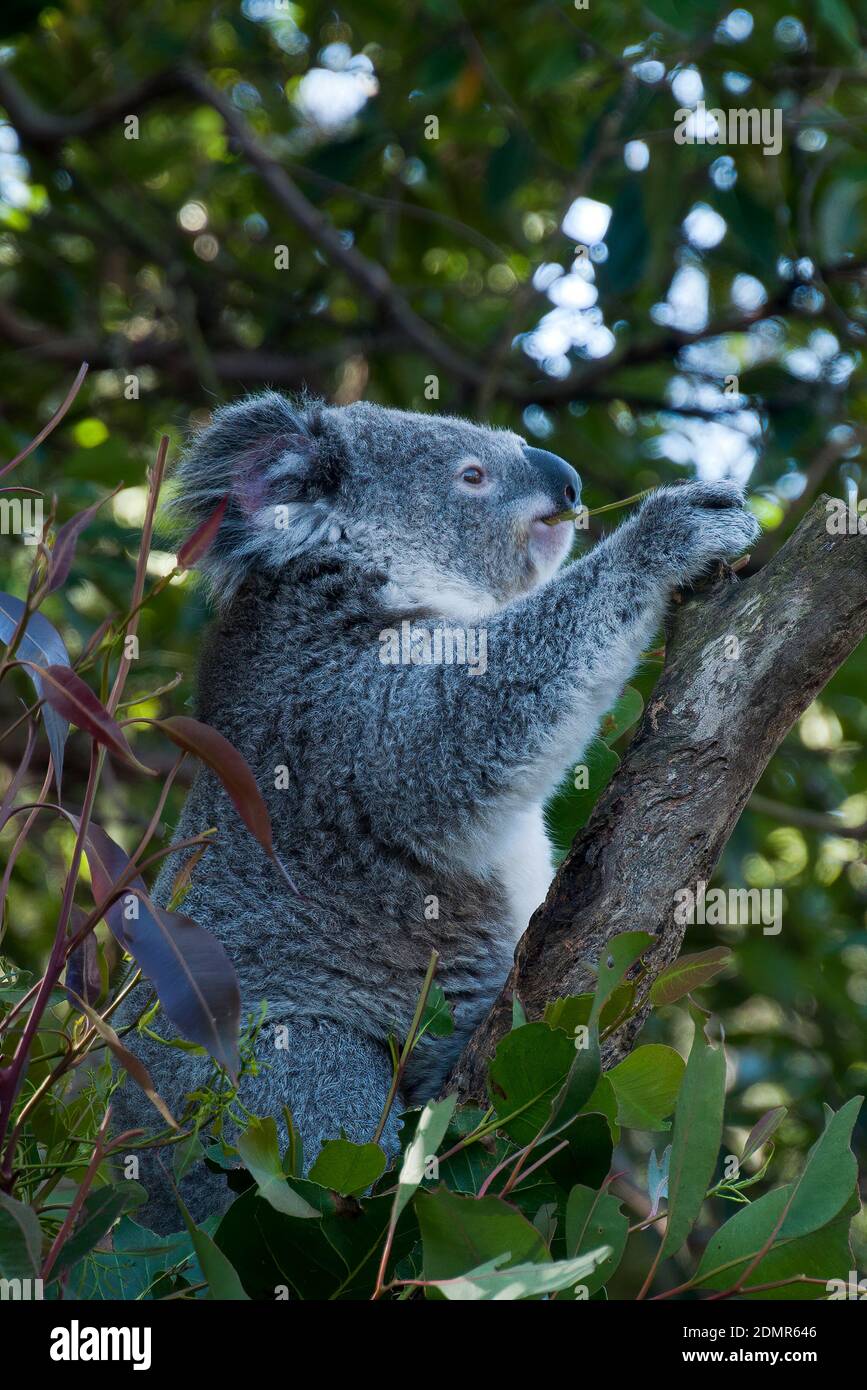 Sydney Australia, Koala seduto in albero mangiare foglie nel tardo pomeriggio Foto Stock