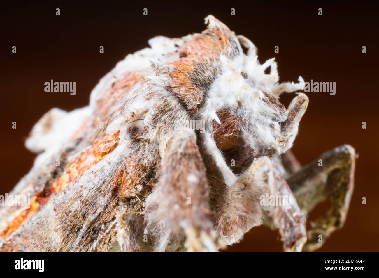 Fungo entomopatogeno (Akantomyces tuberculatus) crescere su una falena in una grotta Foto Stock